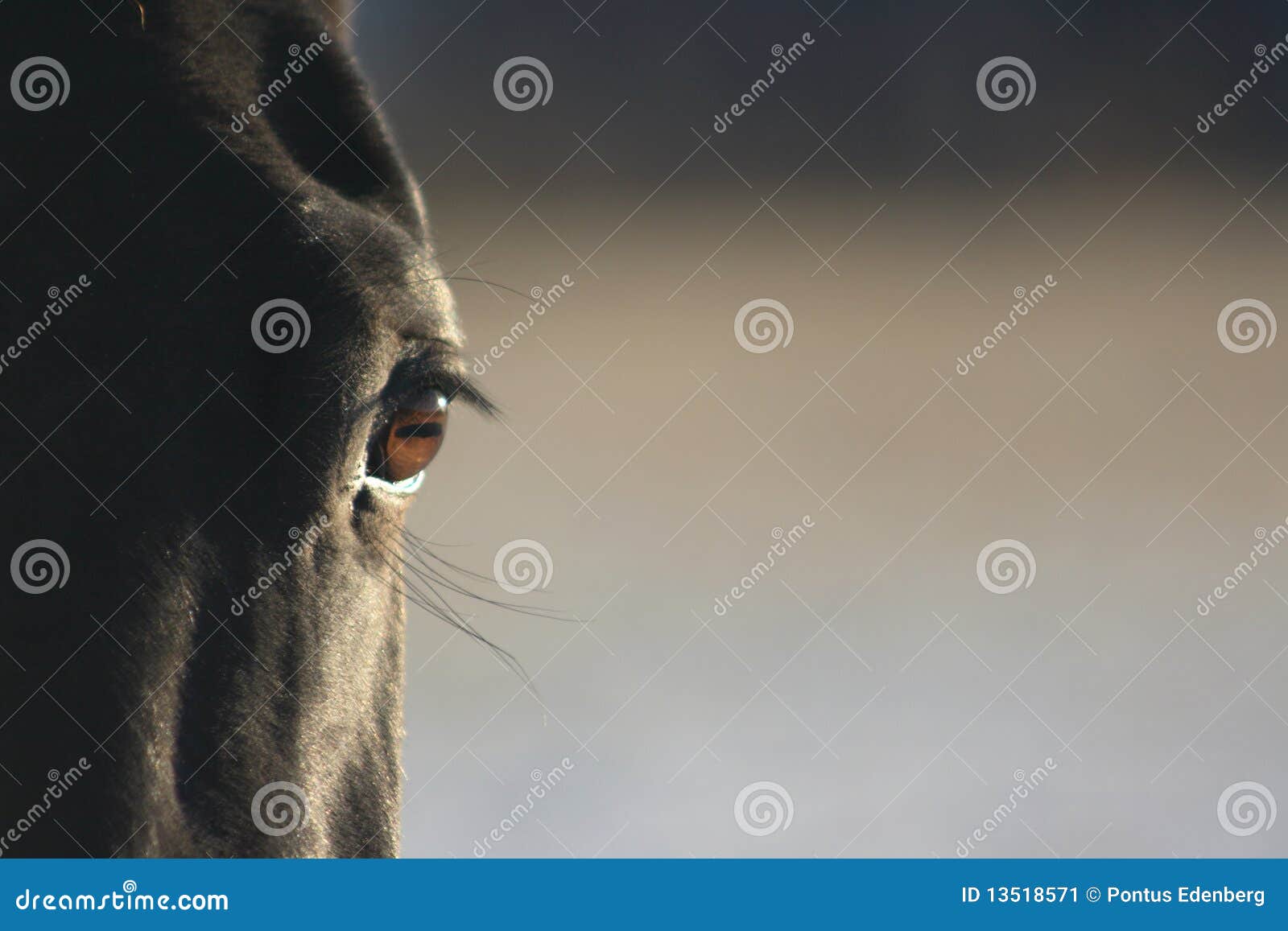 Black horse eye stock image. Image of looking, animal 13518571