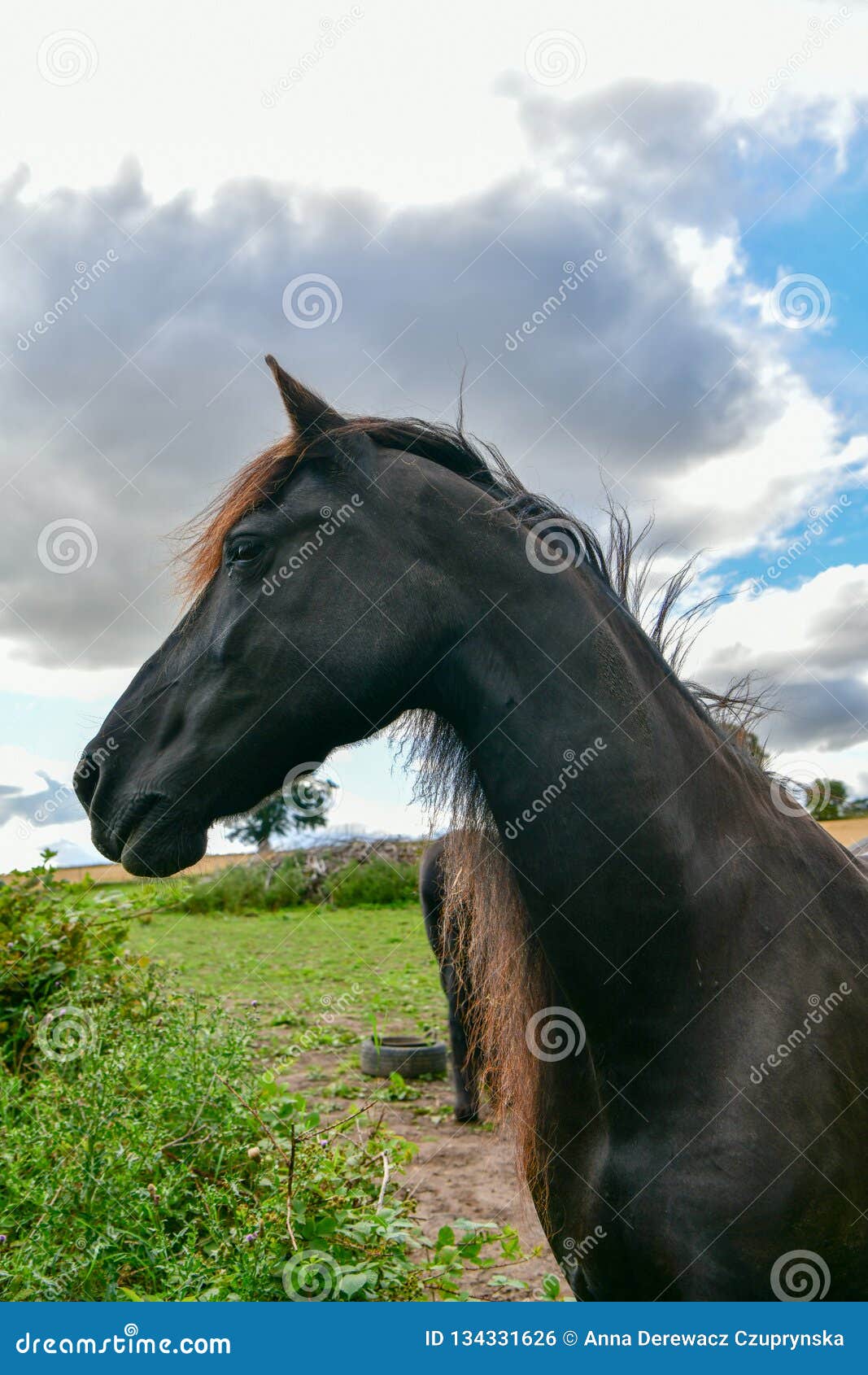A Black Horse Face on a Background of Yellow Field Foxes in ...