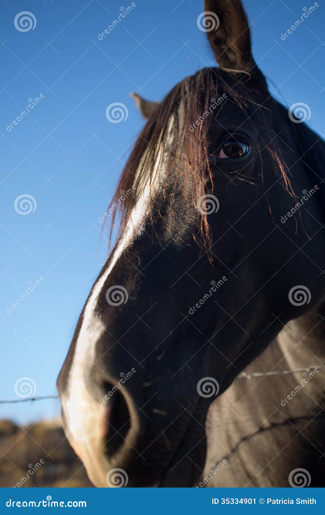 Black Horse Face Front Black Horse Face Front
