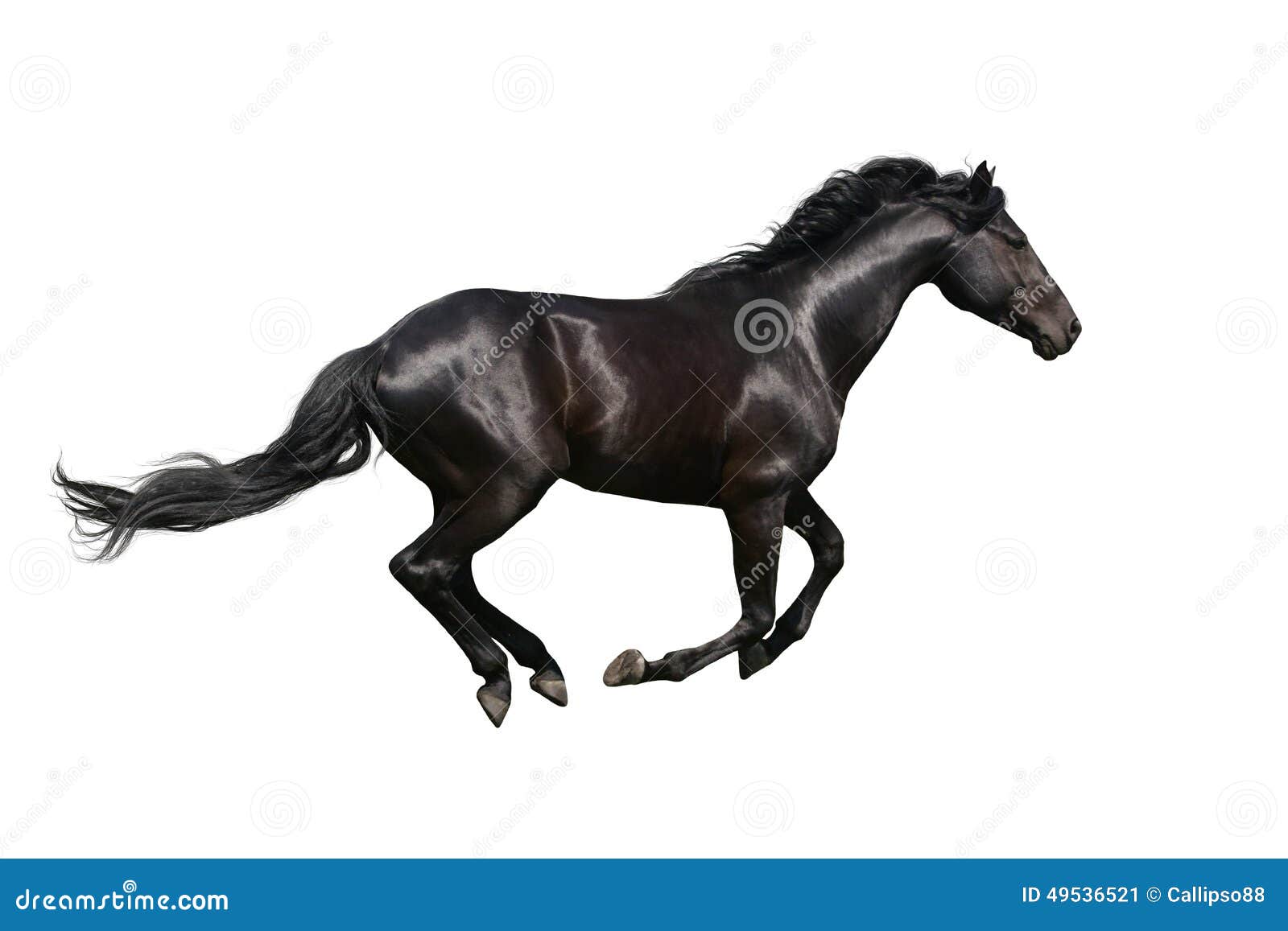 Black White Horse Patch Download Black White Horse Patch Download