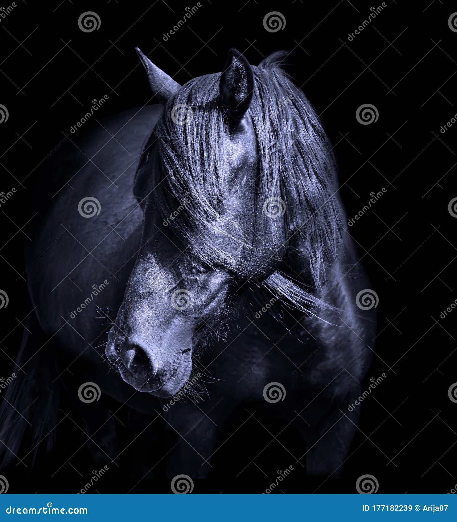 Black Horse Head Isolated on Black Background. a Closeup Portrait of the  Face of a Horse Stock Image - Image of front, country: 177182239