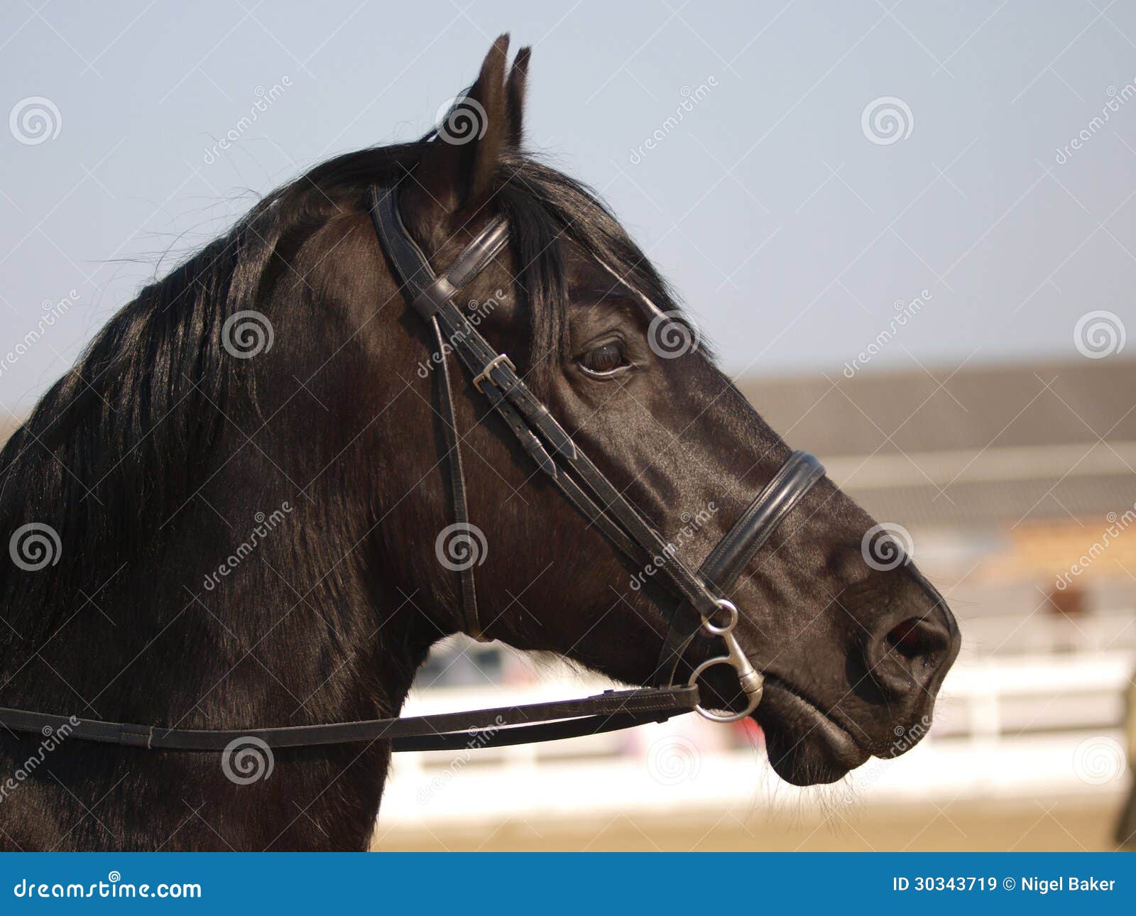 Black Horse Headshot in Bridle Stock Image Image of shot, look 30343719