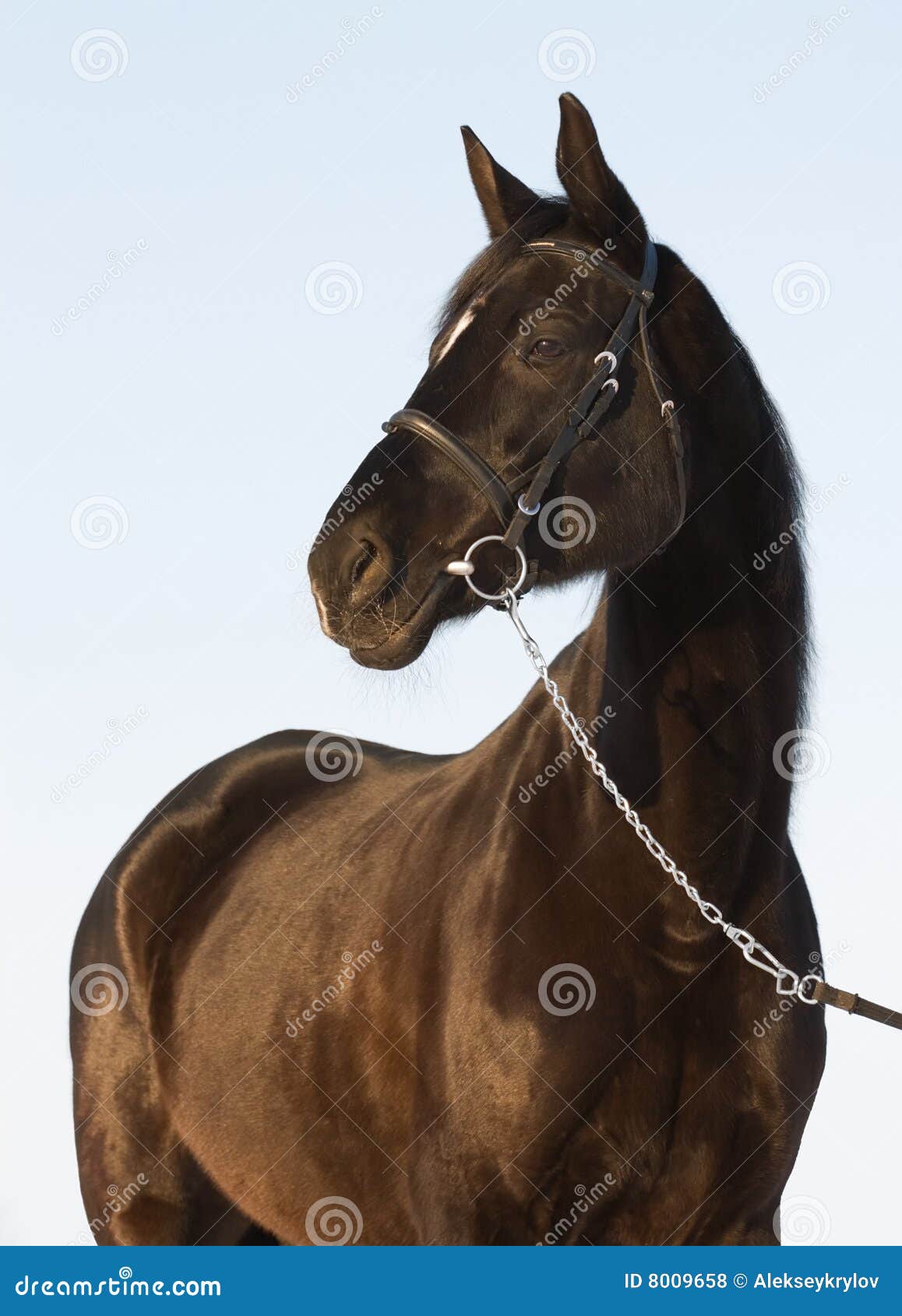 1,468 Horse Poses Stock Photos - Free & Royalty-Free Stock Photos from  Dreamstime