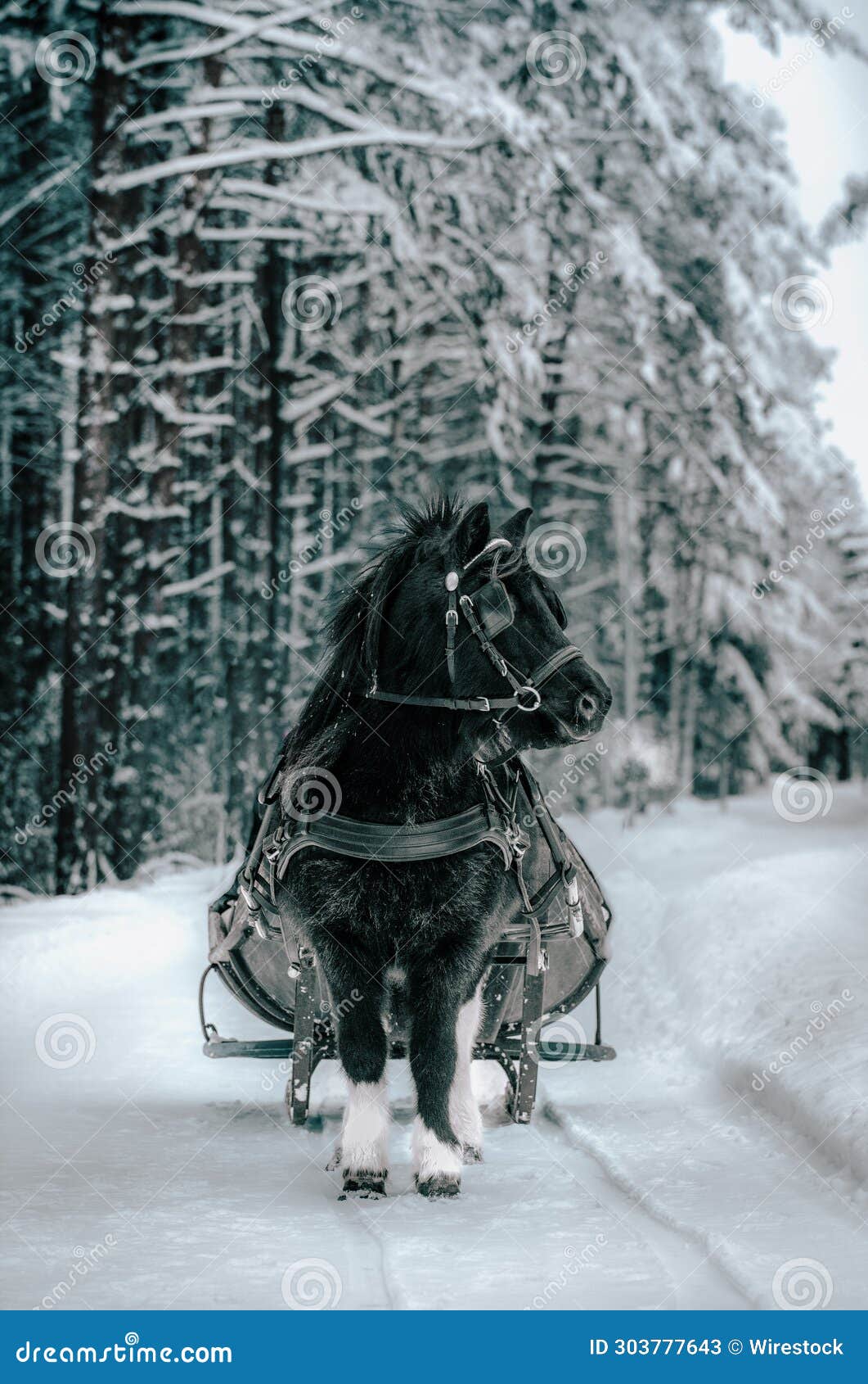 Black Horse Pulling a Sleigh through the Snow in a Forest Stock Image