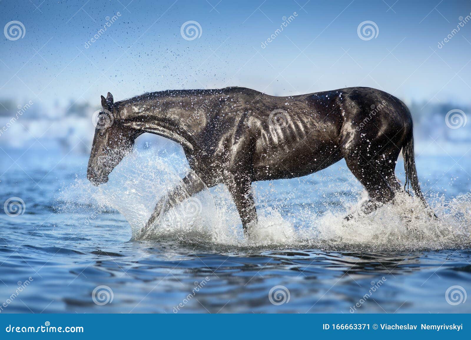 Horse in river stock image. Image of equestrian, andalusian 166663371