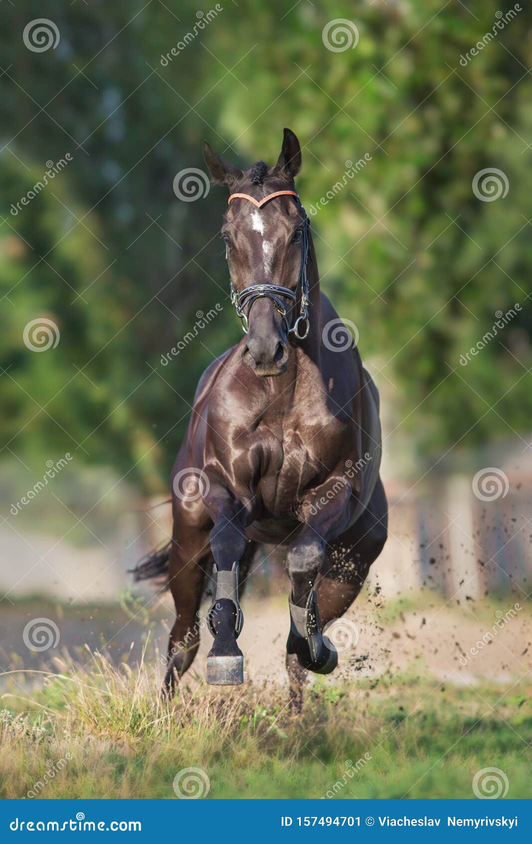 Black horse run stock image. Image of pasture, mane 157494701