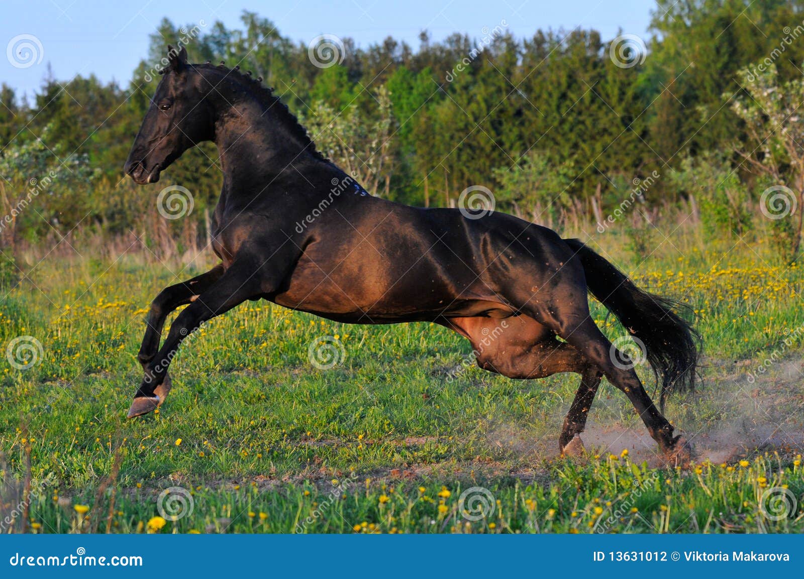 Black horse run gallop stock photo. Image of freedom 13631012