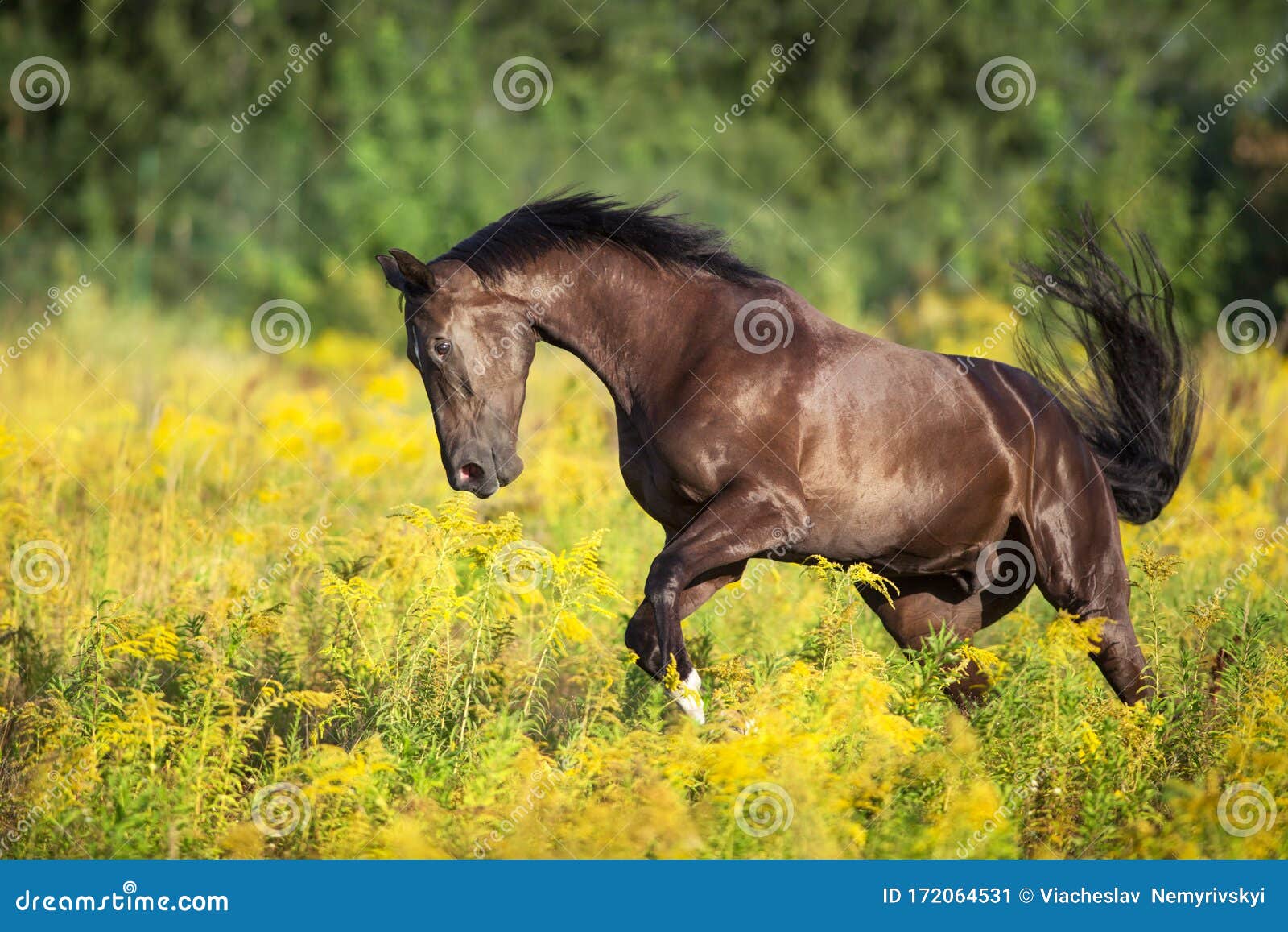 Horse Run in Yellow Flowers Stock Image - Image of outdoor, green ...