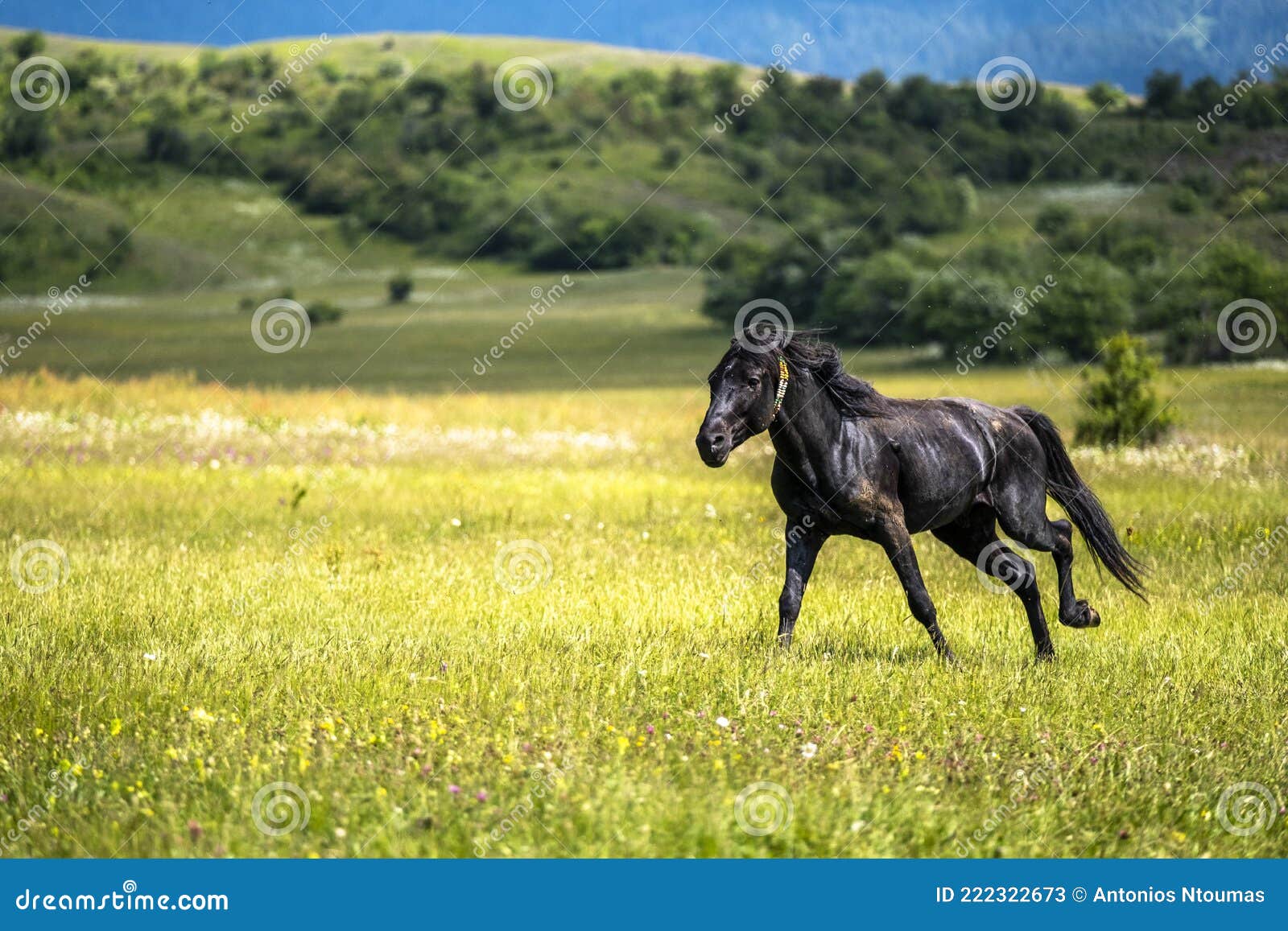 Hãy khám phá bức ảnh ngựa đen và hoa vàng tuyệt đẹp này! Với cánh đồng hoa vàng tươi sáng và một con ngựa đen đầy sức sống, bức ảnh này chắc chắn sẽ làm cho bạn cảm thấy tự do và hạnh phúc. Cảnh quan tuyệt đẹp này sẽ khiến bạn đắm mình trong cảm giác yên bình và tươi mới.