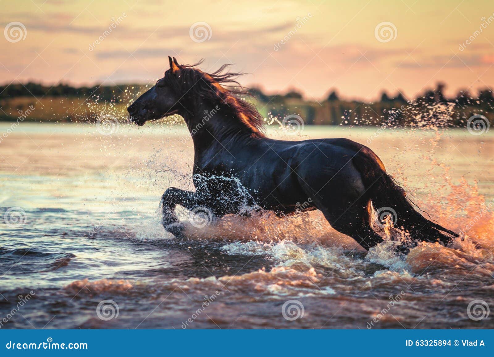 Black Horse Gallop In Sunset Stock Photo - Download Image Now