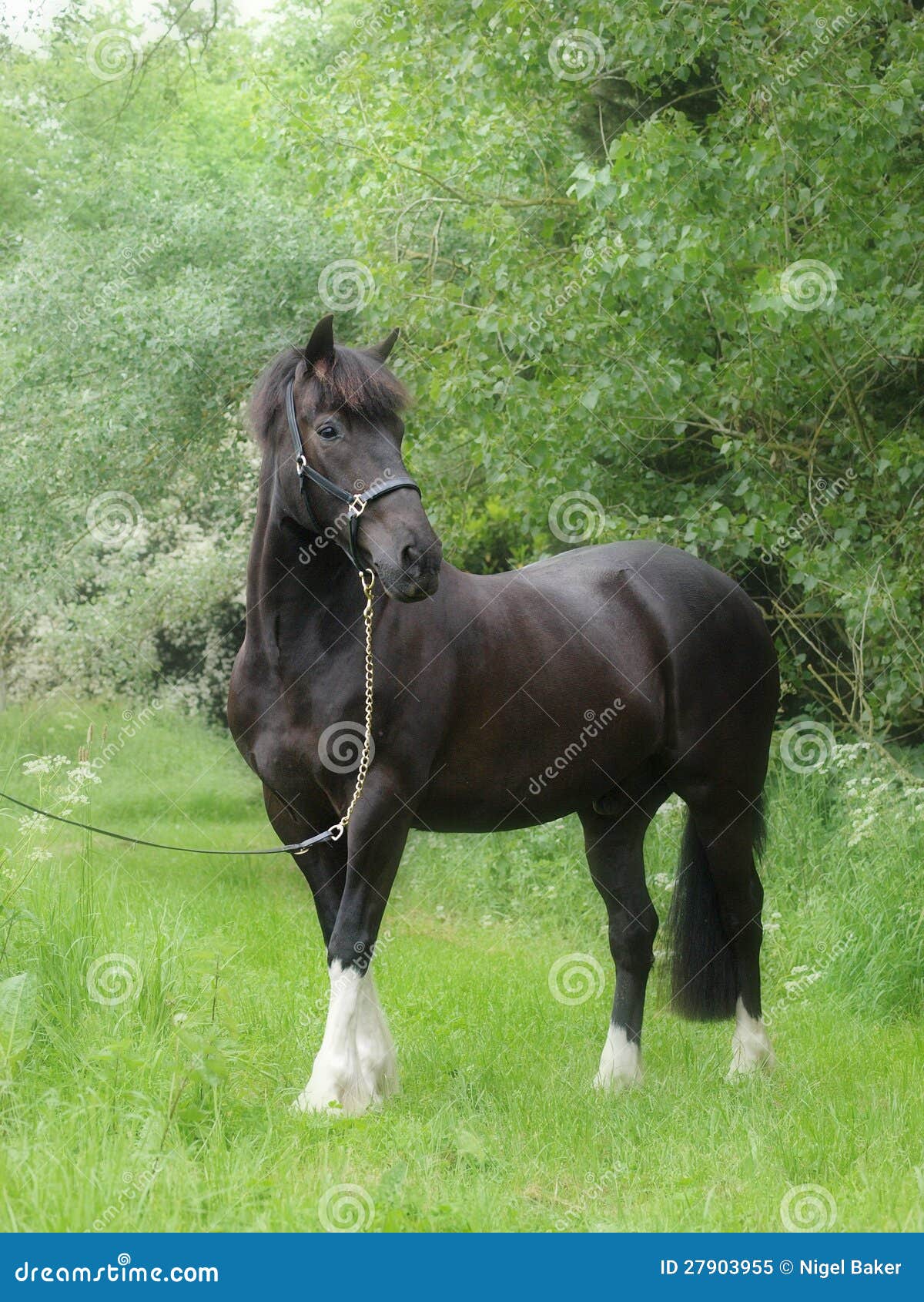 Black Horse Standing stock image. Image of standing, halter 27903955