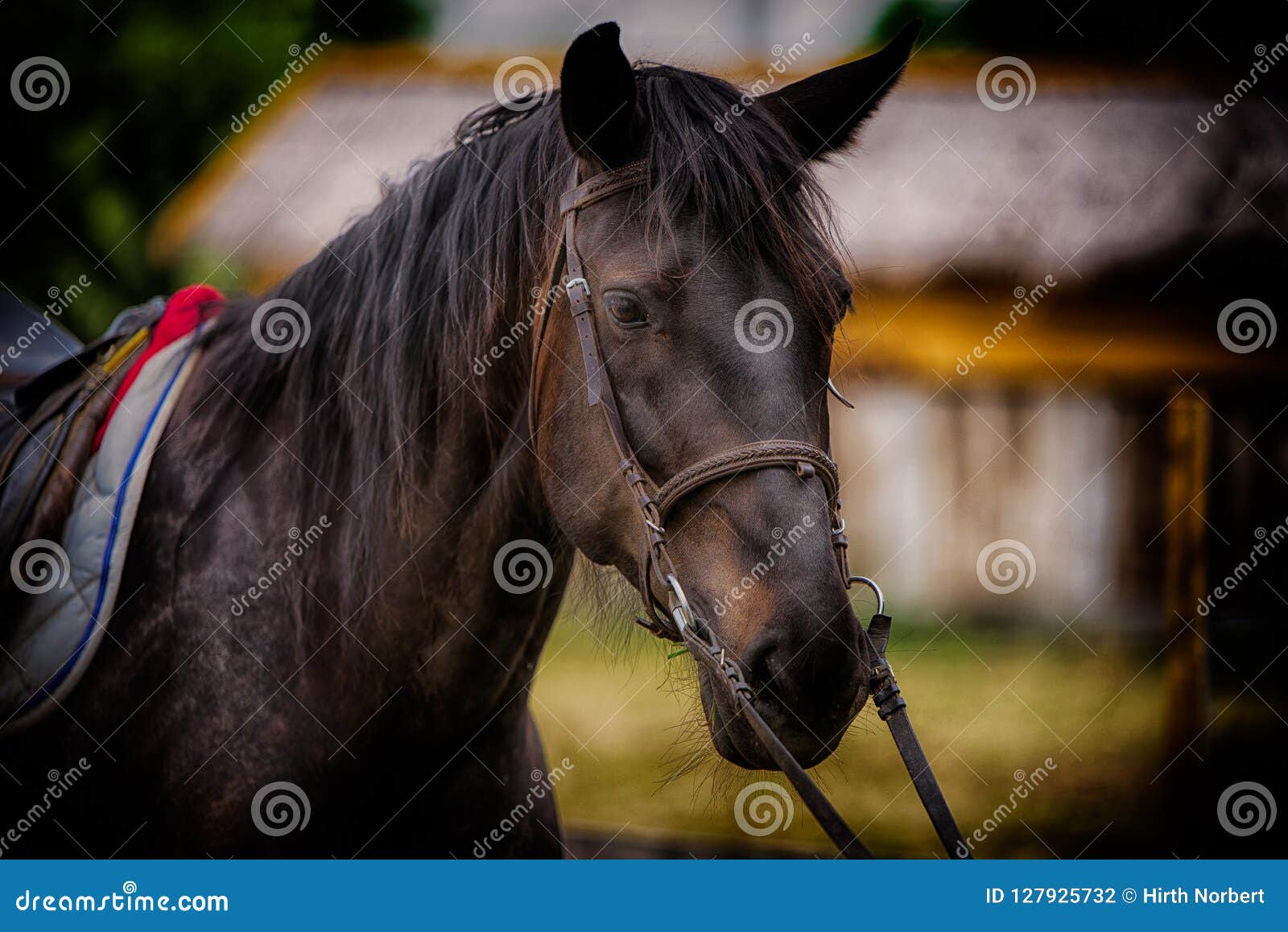 black horse steed stallion