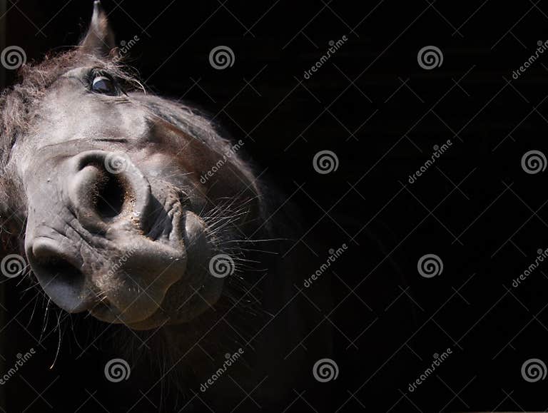 Black horse tilted head stock image. Image of whine, sideways 21645793