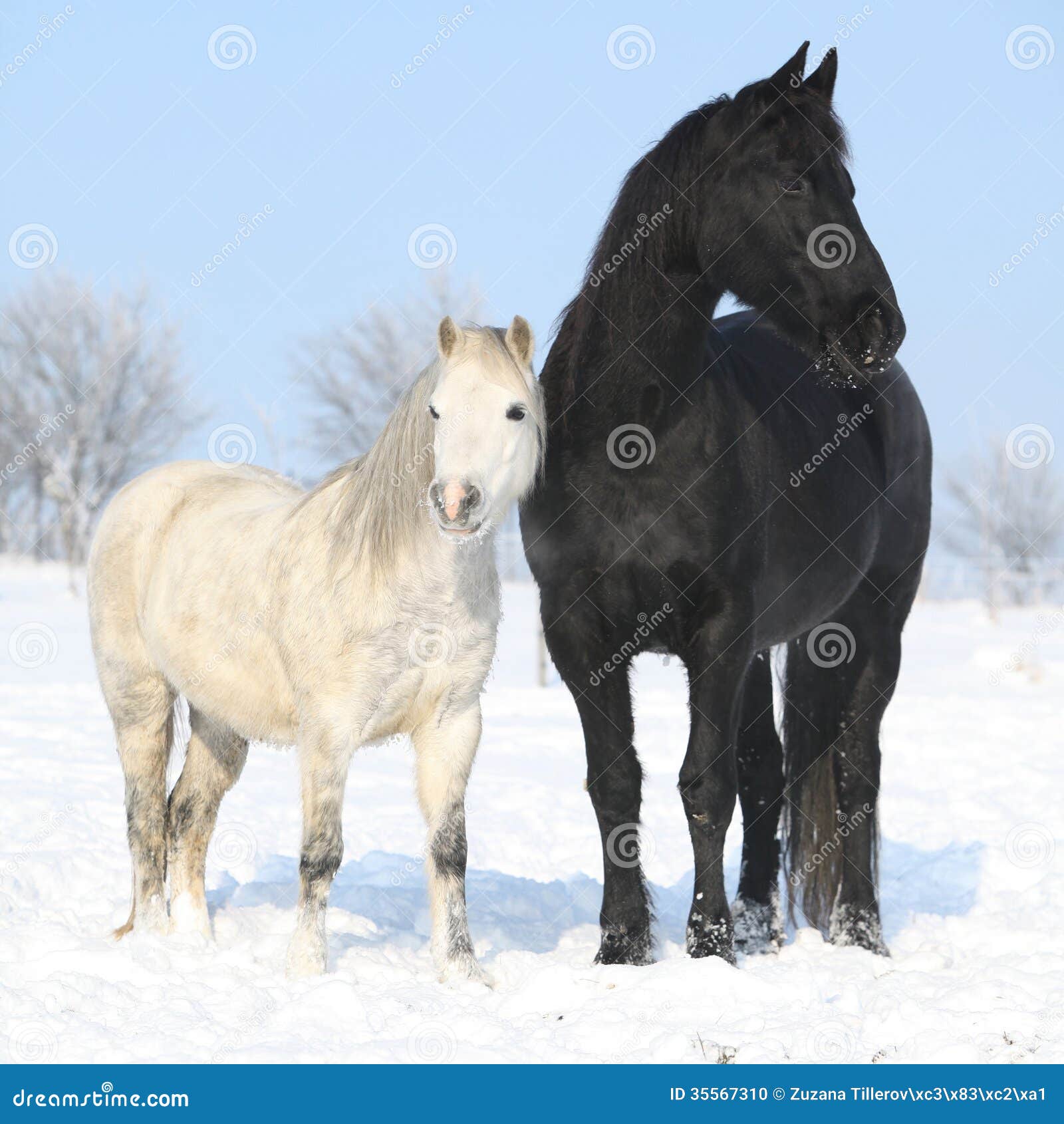 Black horse and white pony together in winter