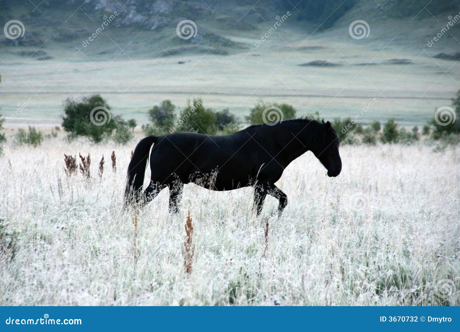 black horse in white steppe