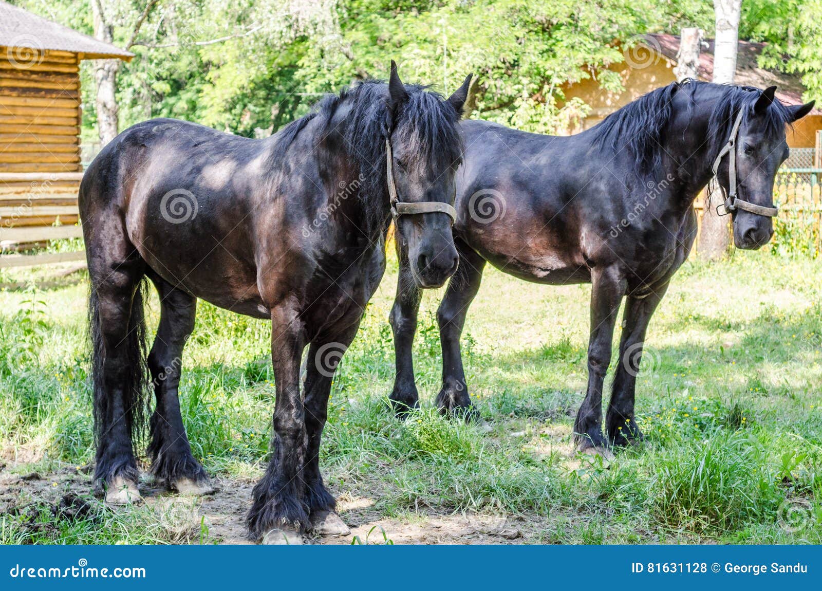 Black horses stock photo. Image of summer, equestrian 81631128