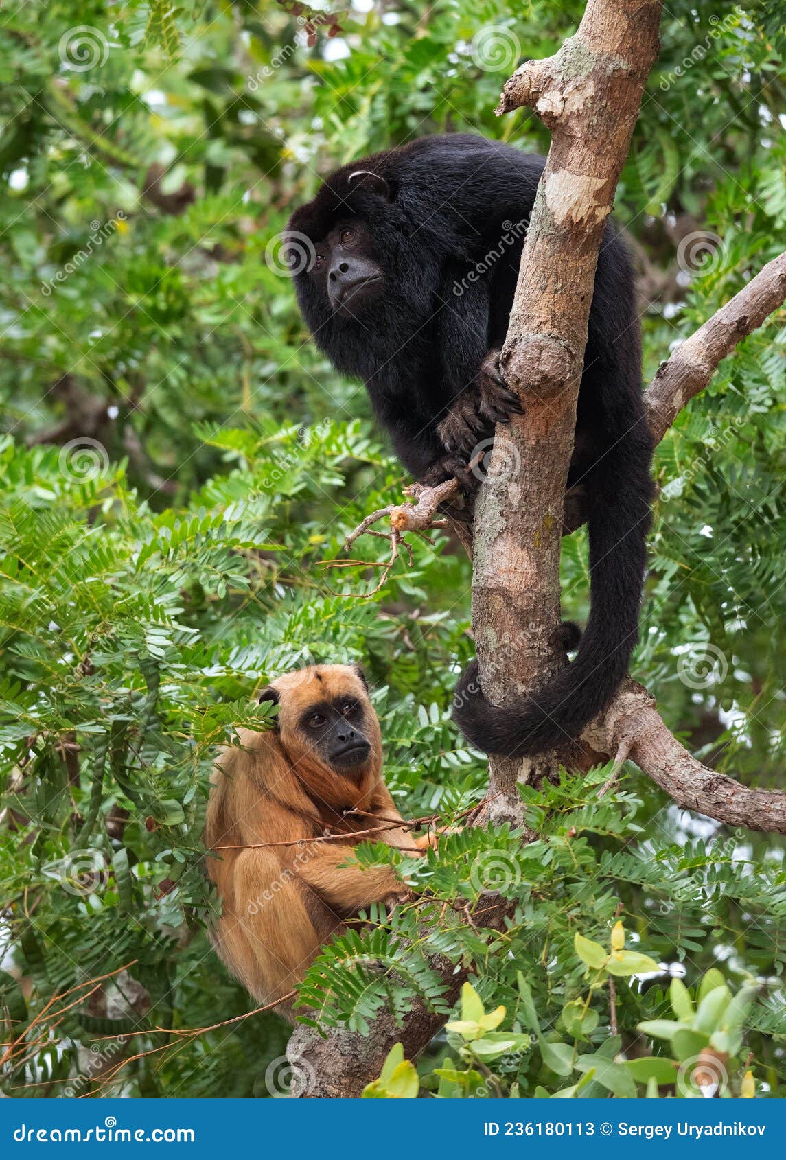 1235px x 1600px - Monkeys Mating Stock Photos - Free & Royalty-Free Stock Photos from  Dreamstime