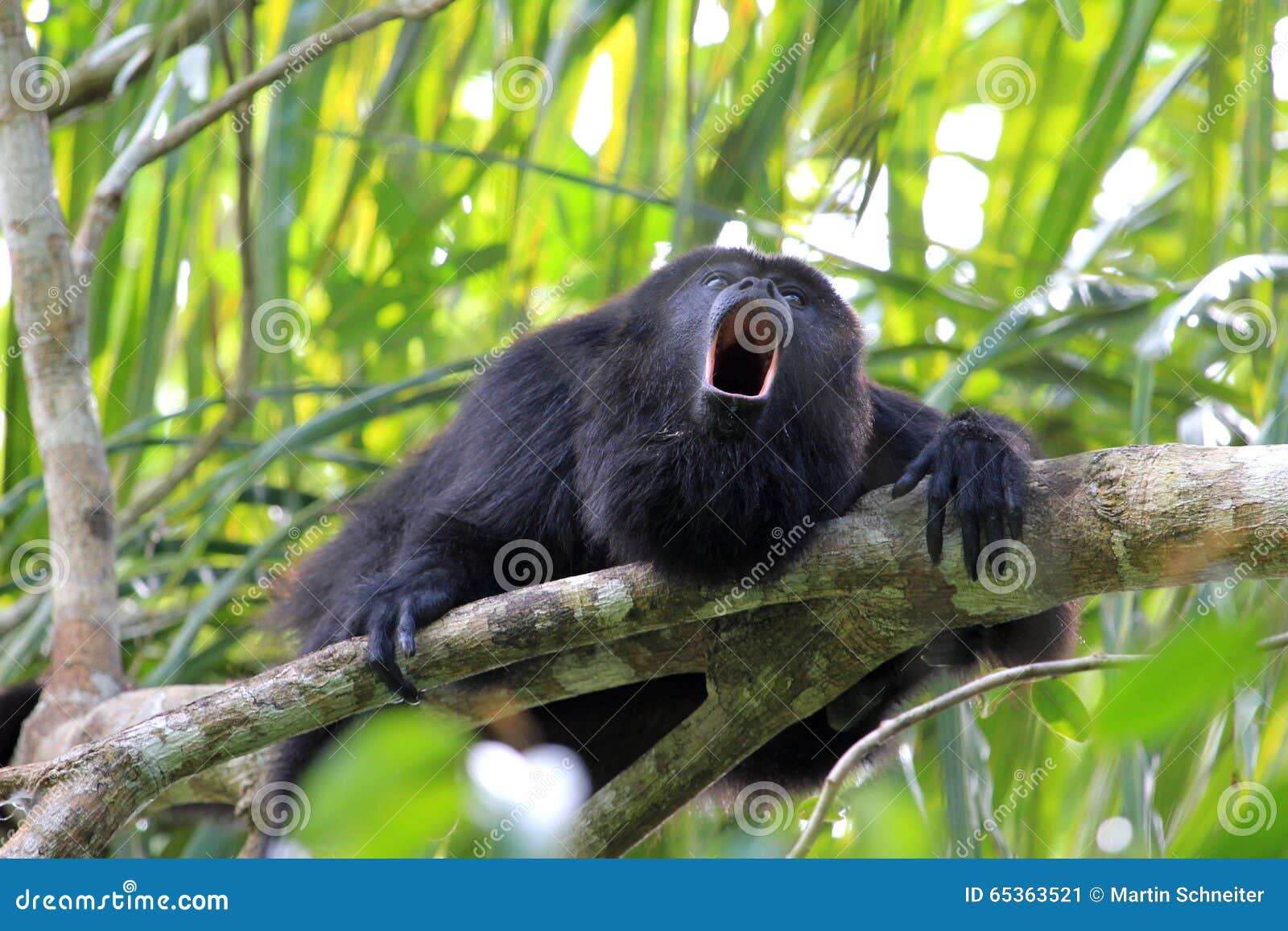 black howler monkey, in belize, howling