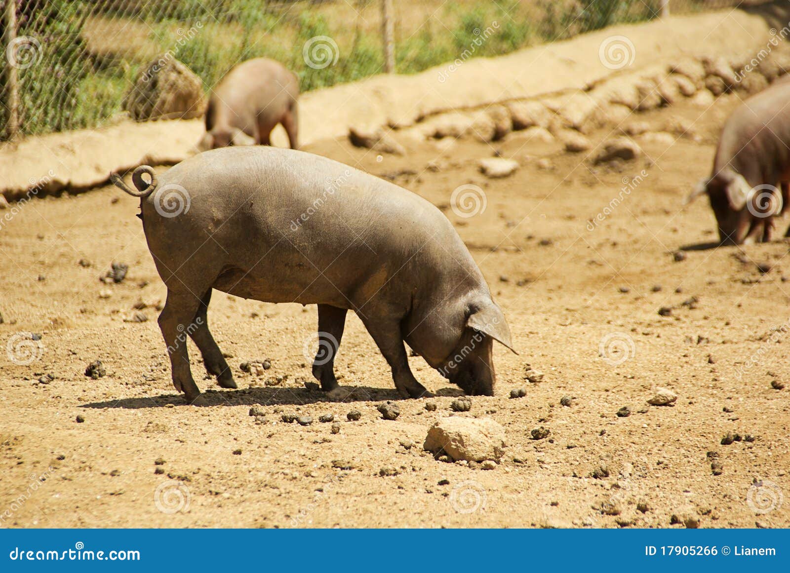 black iberian pig