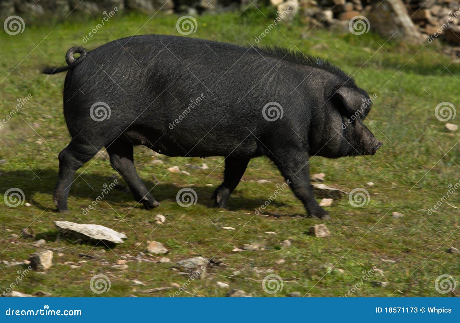 Two Big Black Iberian Pigs Drinking Milk. Sunny Day In Seville, Spain