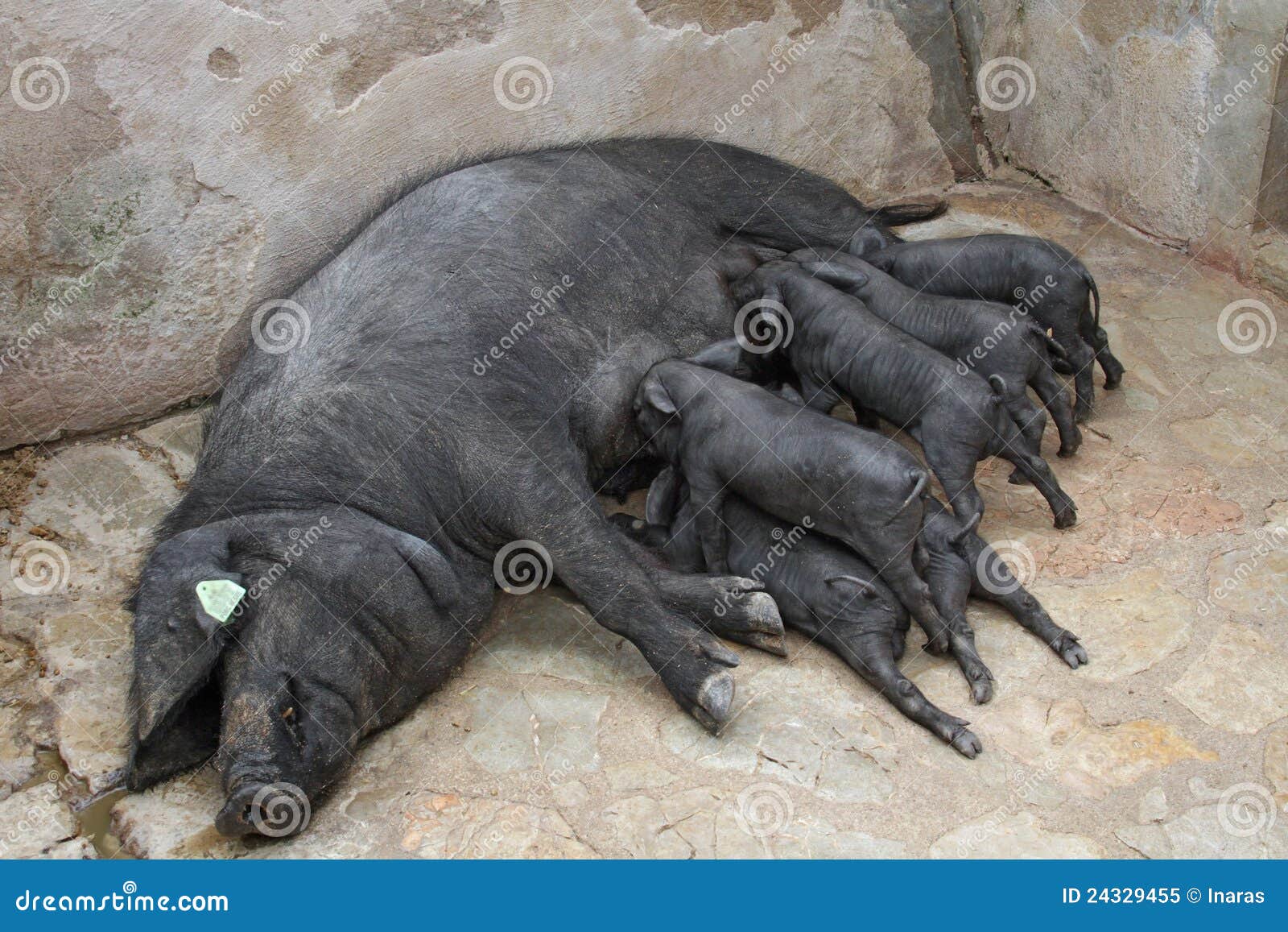 black iberian sow with suckling piglets