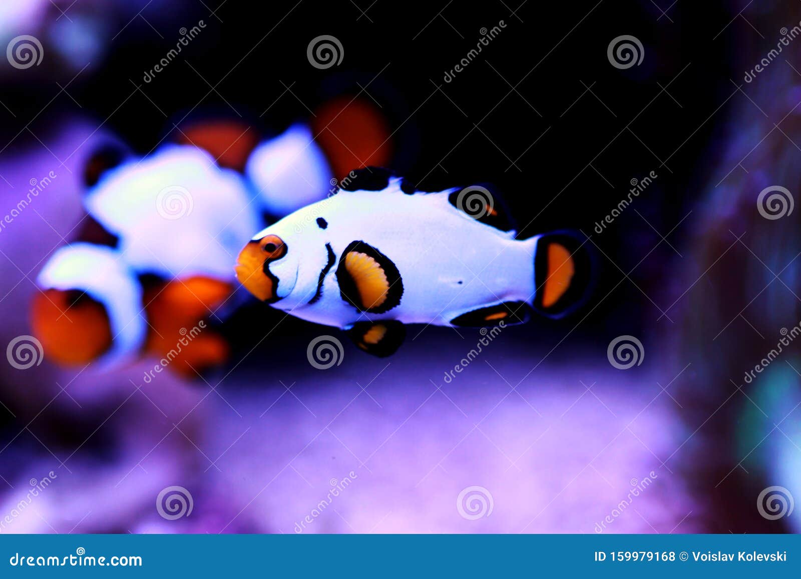 Premium Black Ice Clownfish Amphiprion Ocellaris Stock Photo Image Of Beautiful Background