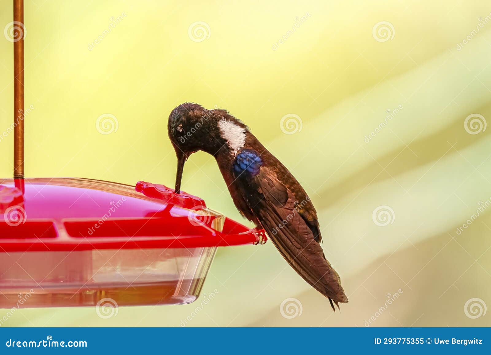 black inca hummingbird sucking sugar water at a hummingbird feeder, rogitama biodiversidad, colombia