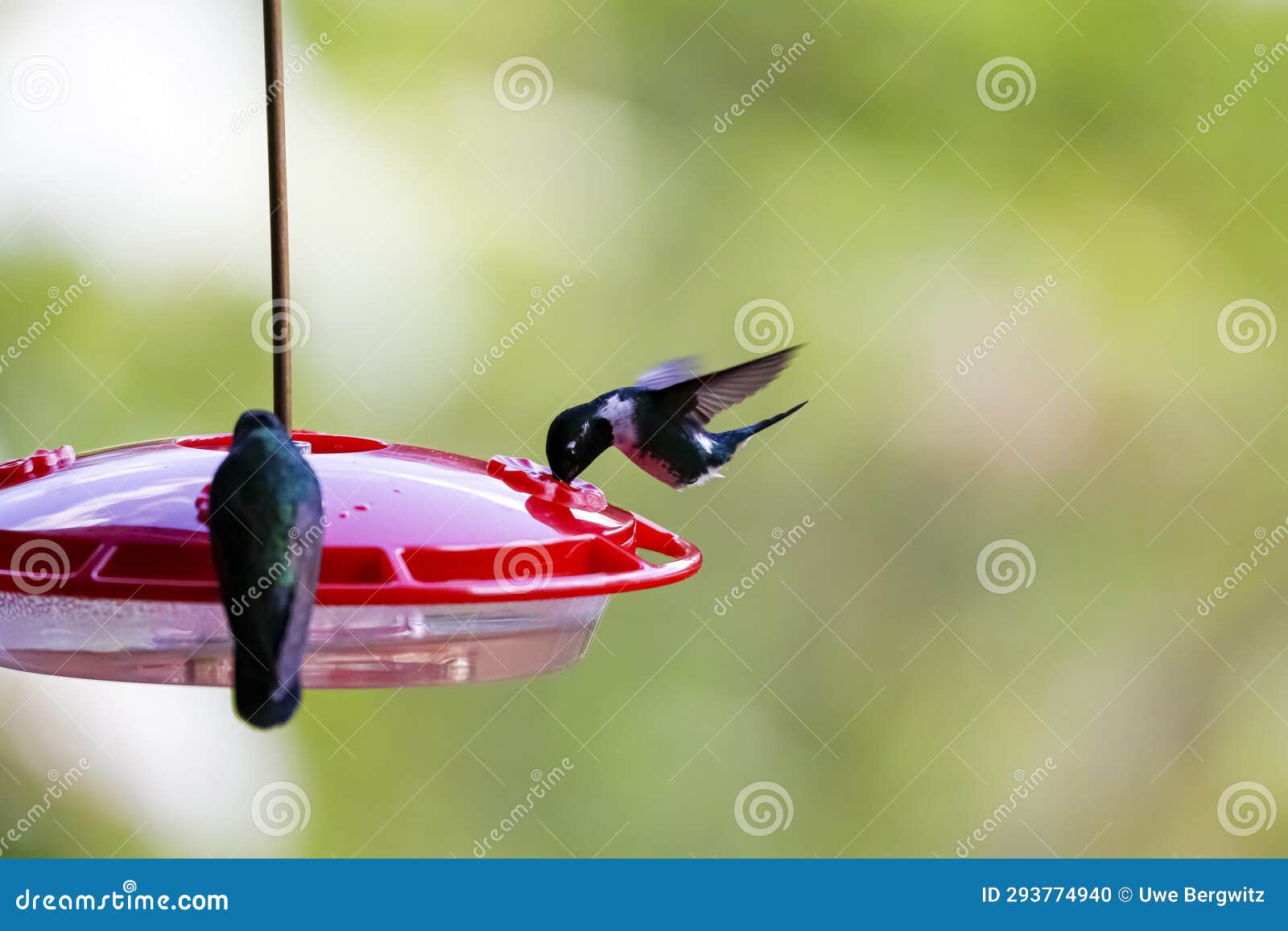 black inca hummingbird (coeligena prunellei) sucking sugar water, rogitama biodiversidad, colombia
