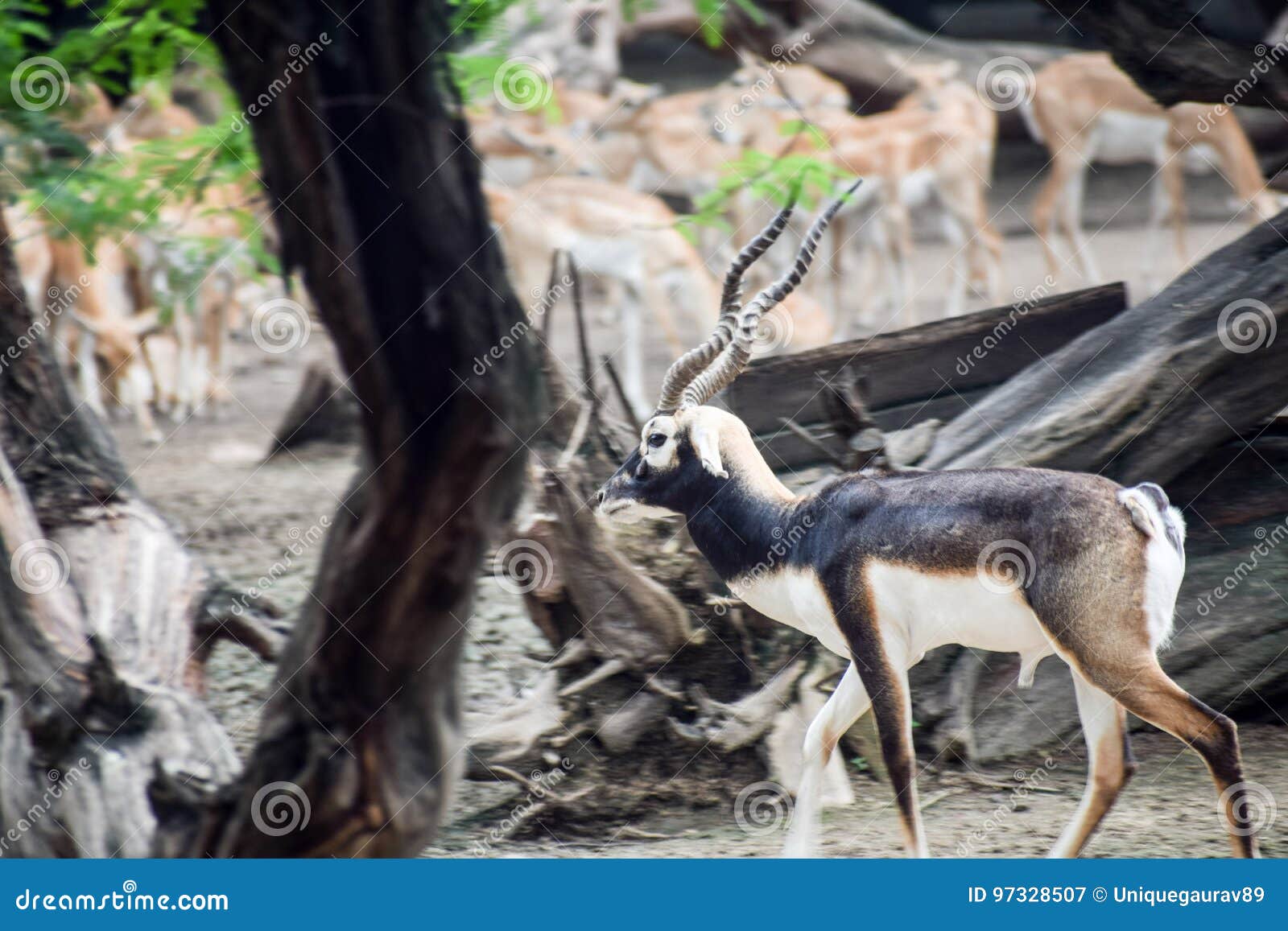 Black indian antelope stock image. Image of antelope - 97328507