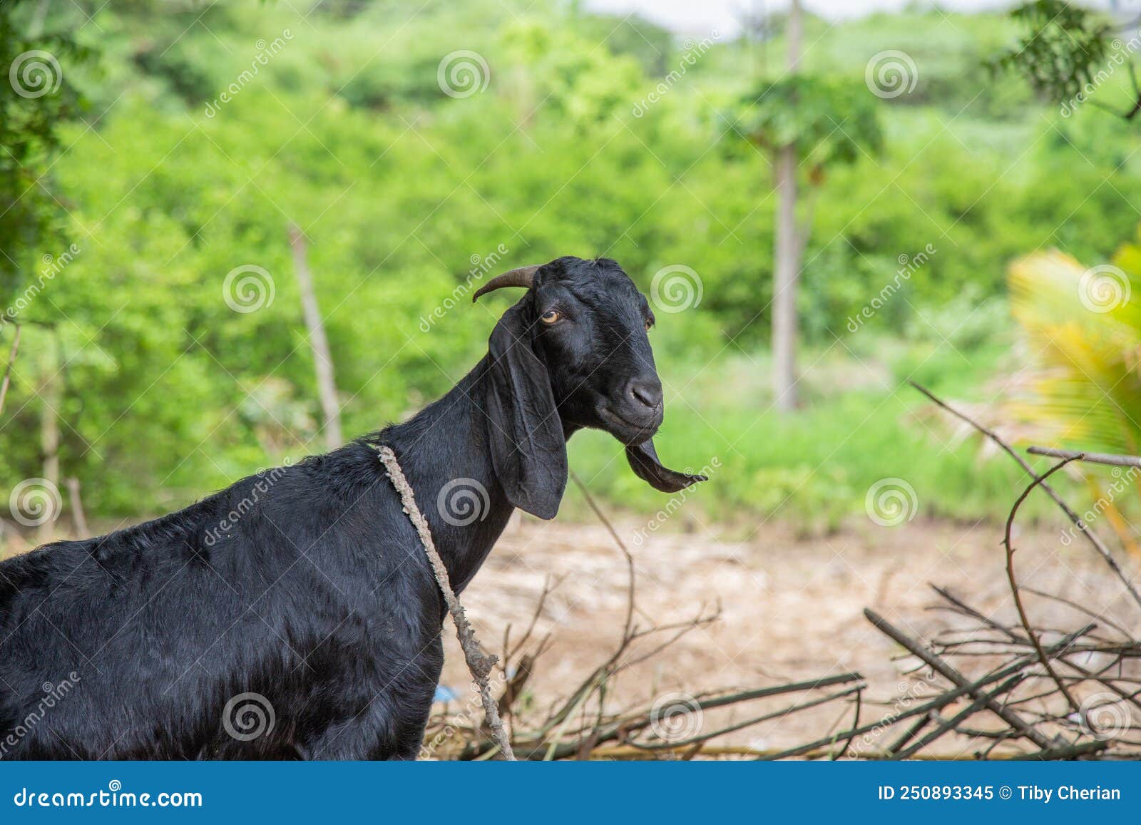 Black Indian Goat Tied Up in a Farm Stock Image Image of food, herd