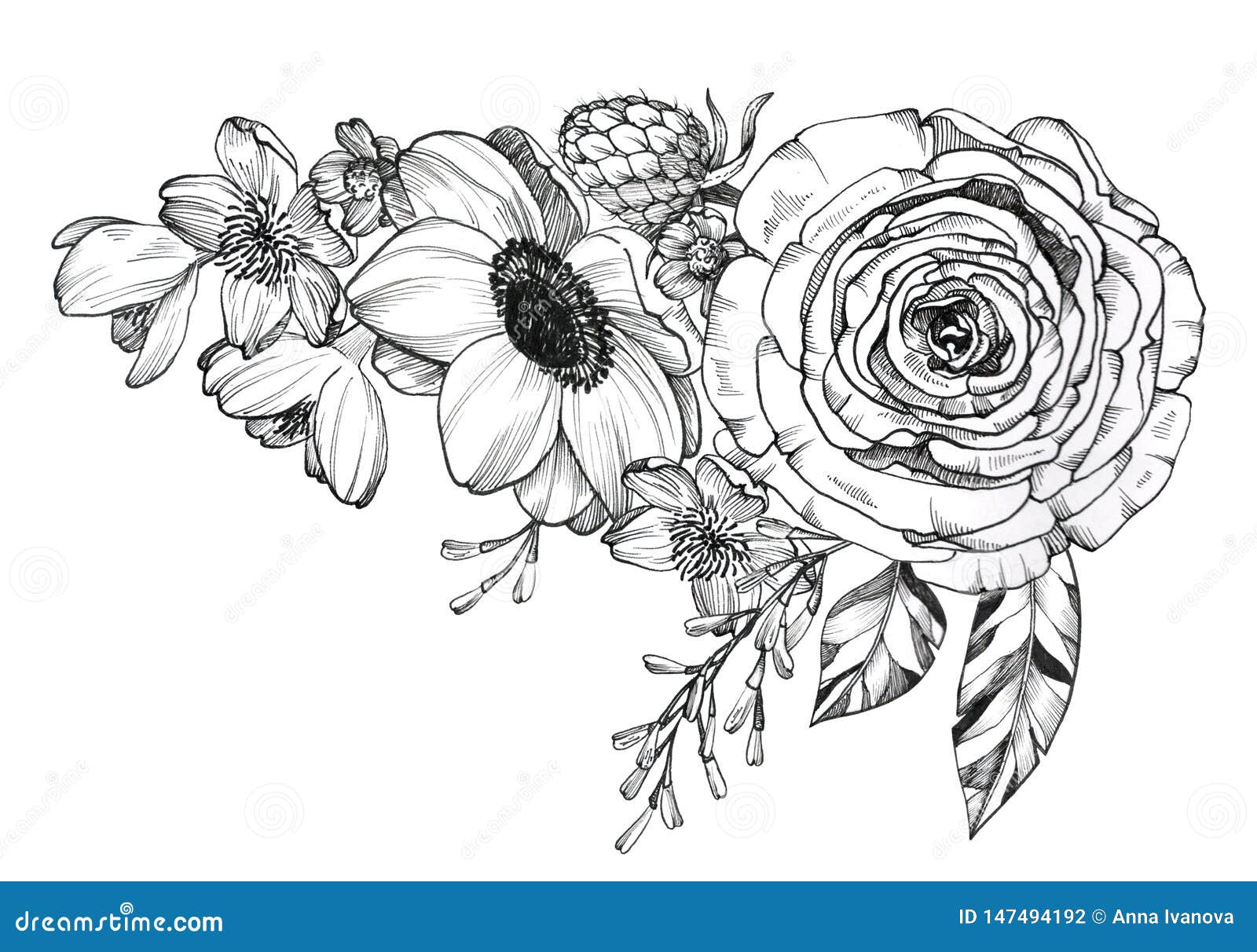 Ranunculus Drawing Tattoo  Vintage Flowers For Photoshop HD Png Download   kindpng