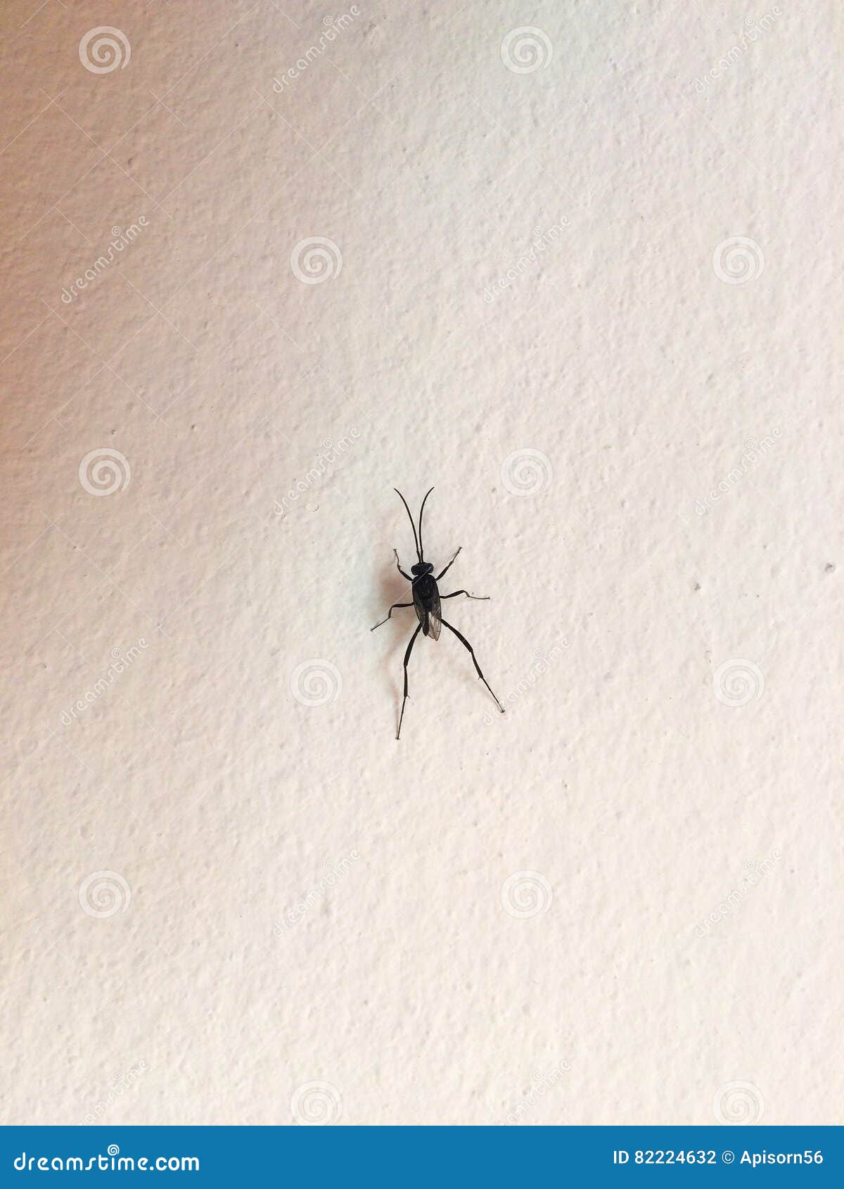 Black Insect Sticks on the Concrete Wall Stock Photo Image of body