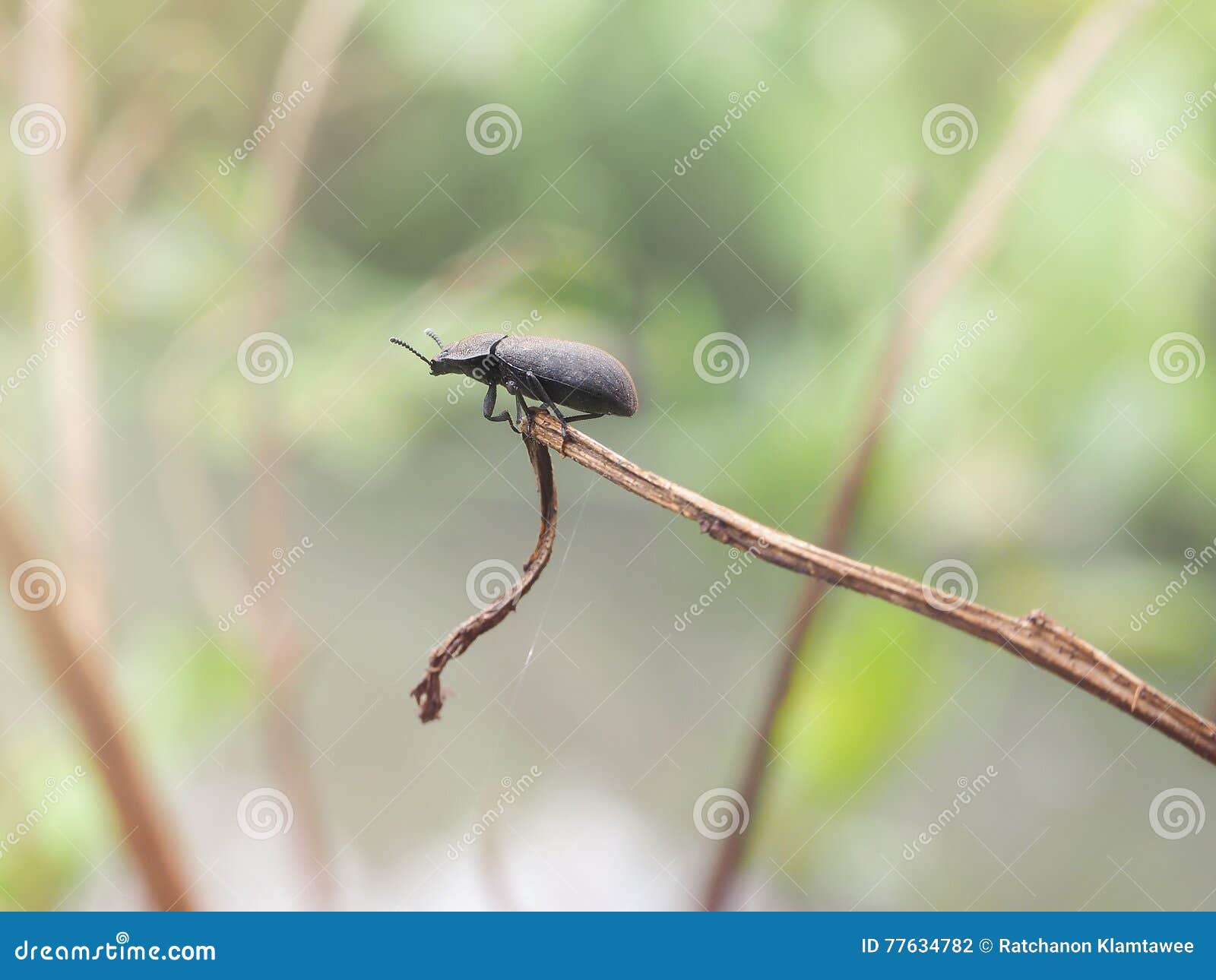 Black Insects on Dead Plants. Stock Photo Image of insects, blur