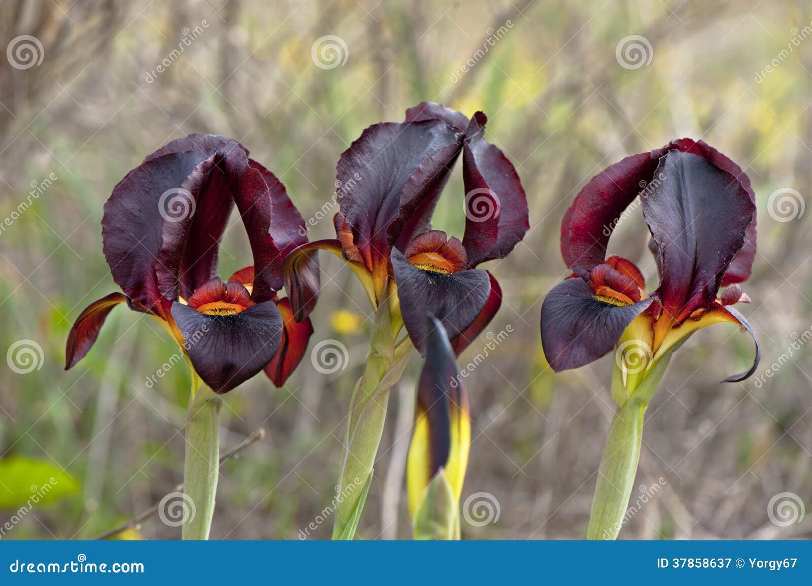 Black Irises stock image. Image of meadow, color, closeup 37858637