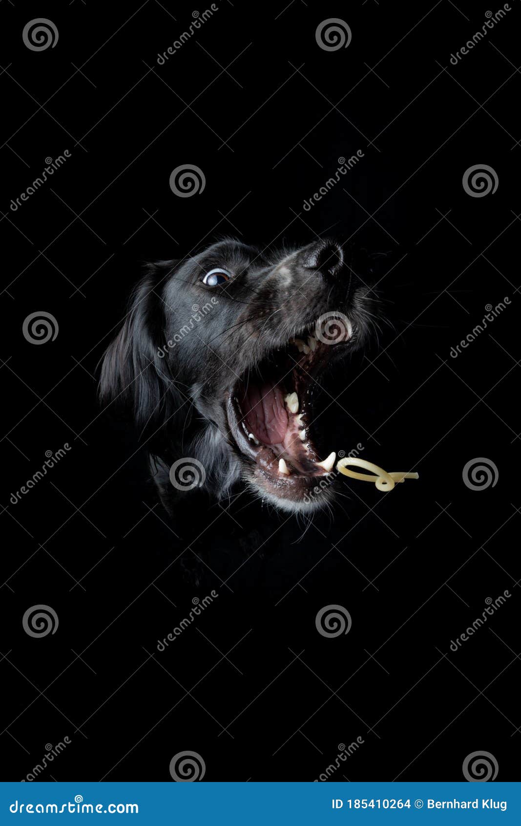 Black Irish Setter Catching a Noodle on a Black Background. Stock Photo ...
