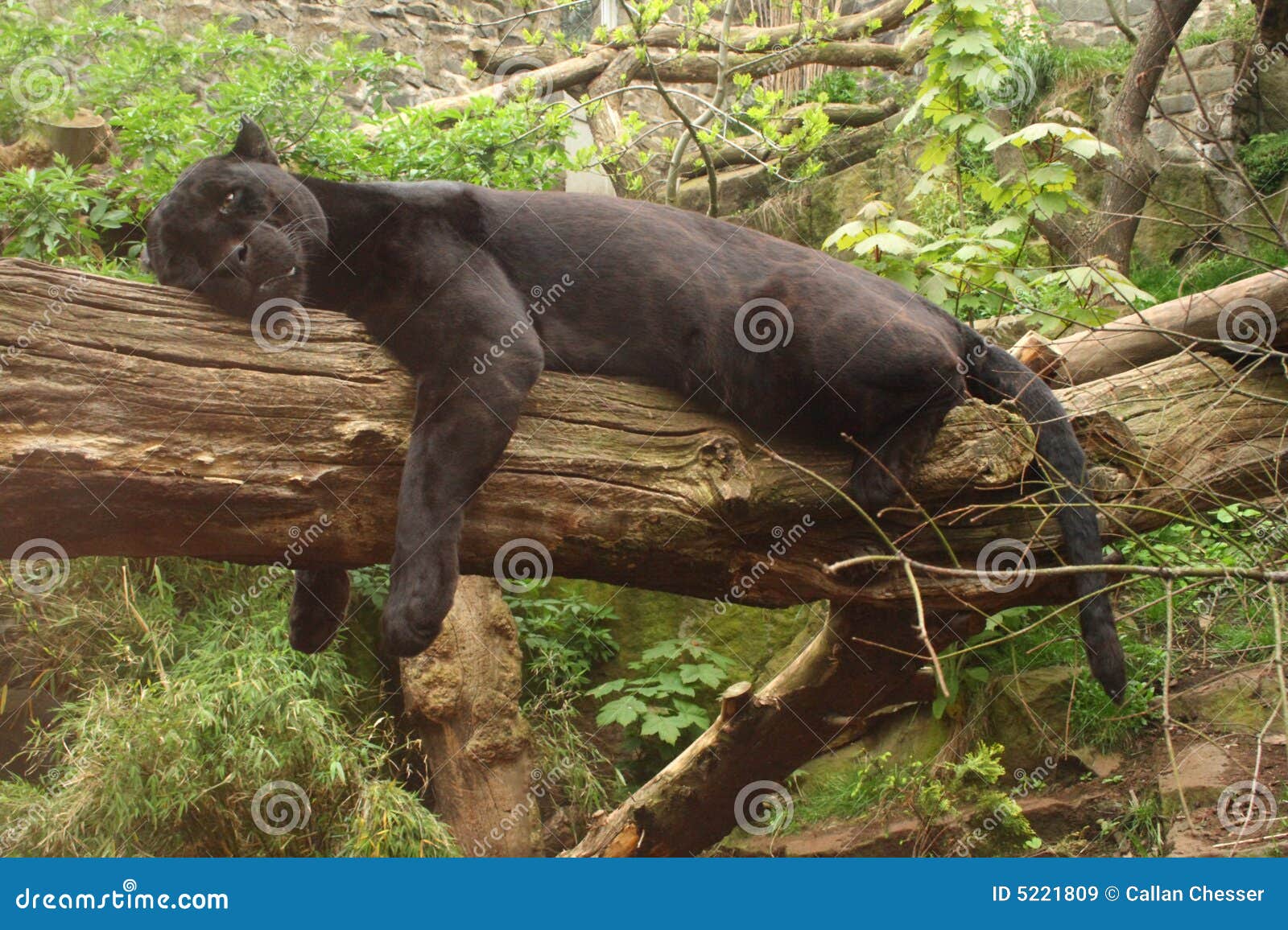 Black Jaguar Panthera Onca Prowling Stock Photography CartoonDealer