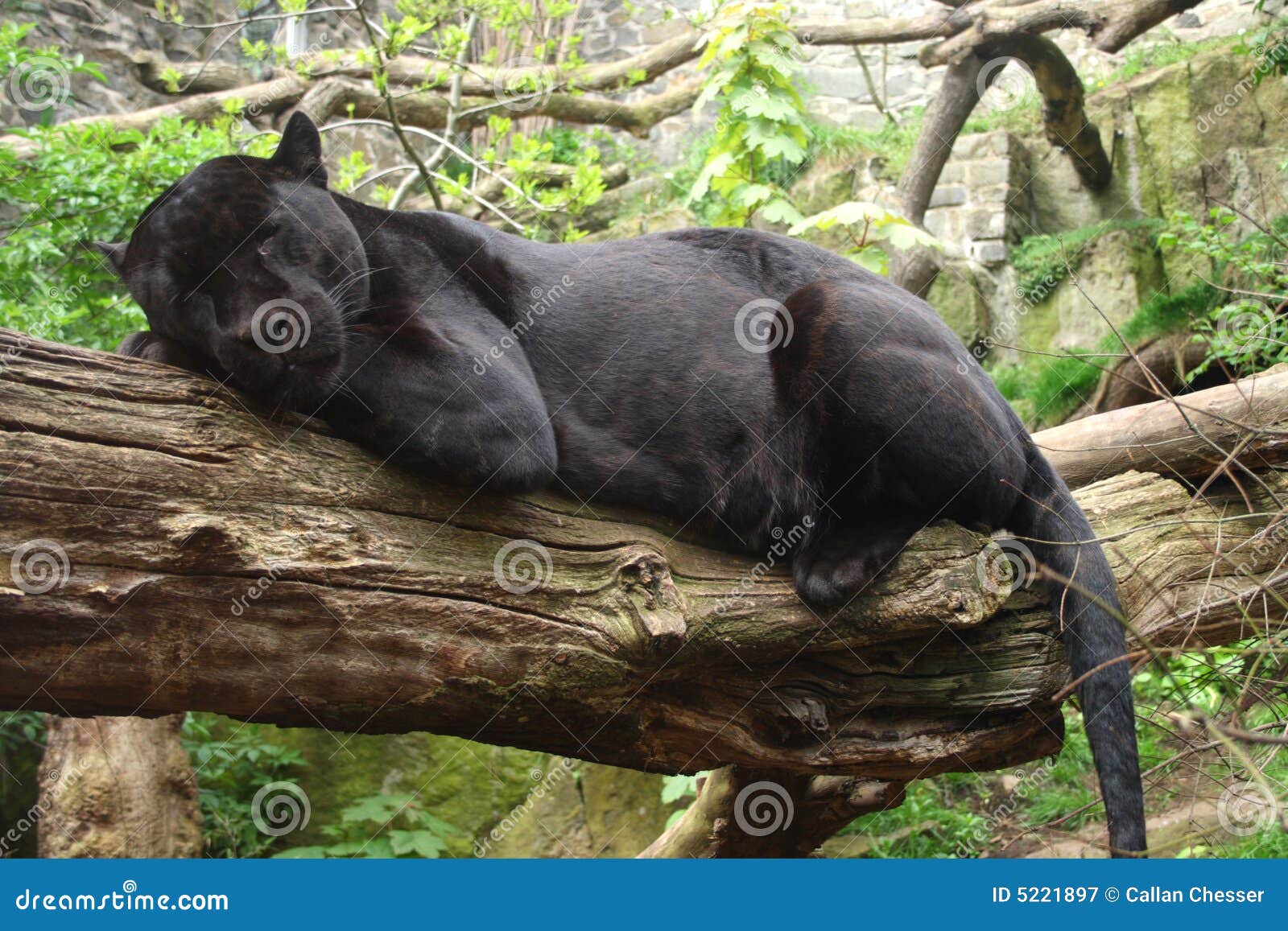 Black Jaguar Royalty Free Stock Photography - Image: 5221897