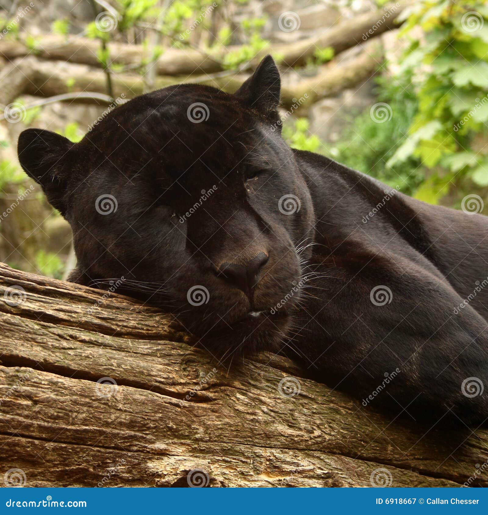 Black Jaguar stock image. Image of calm, predator, mammal 6918667