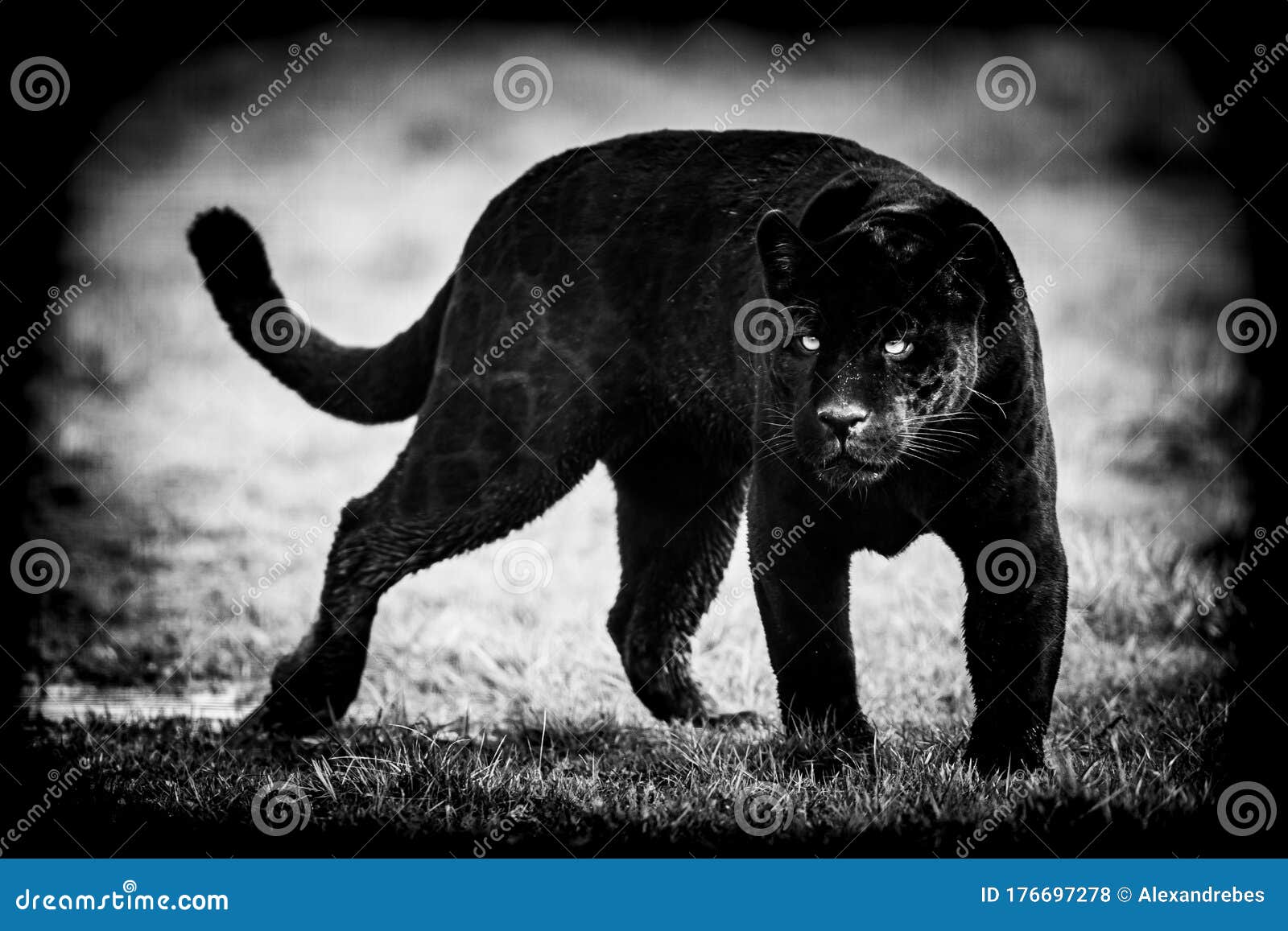 Black Jaguar Live Wallpaper APK for Android Download