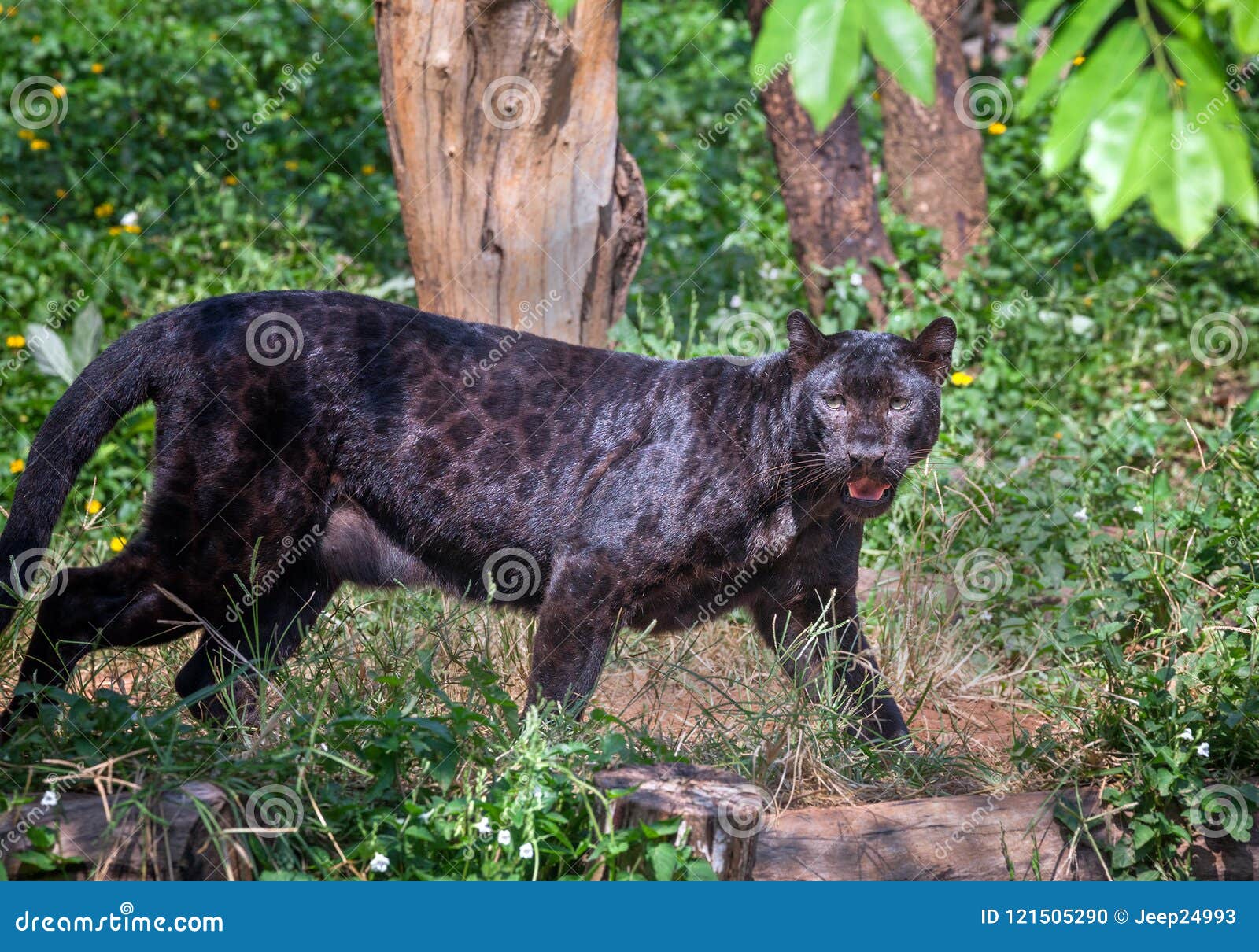 black panther in nature.