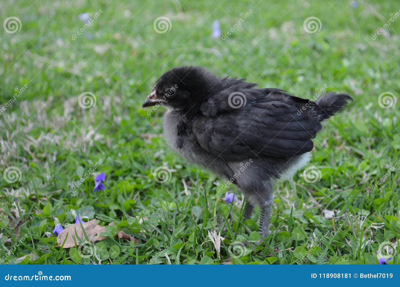 jersey giant pullet