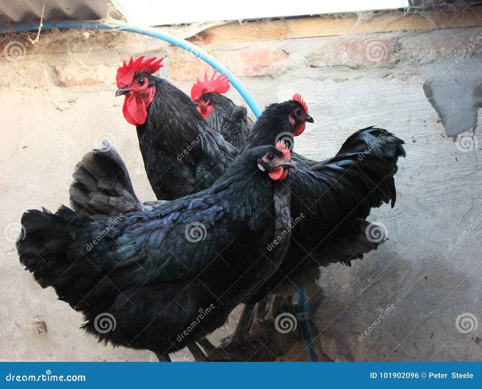 black jersey giant hen