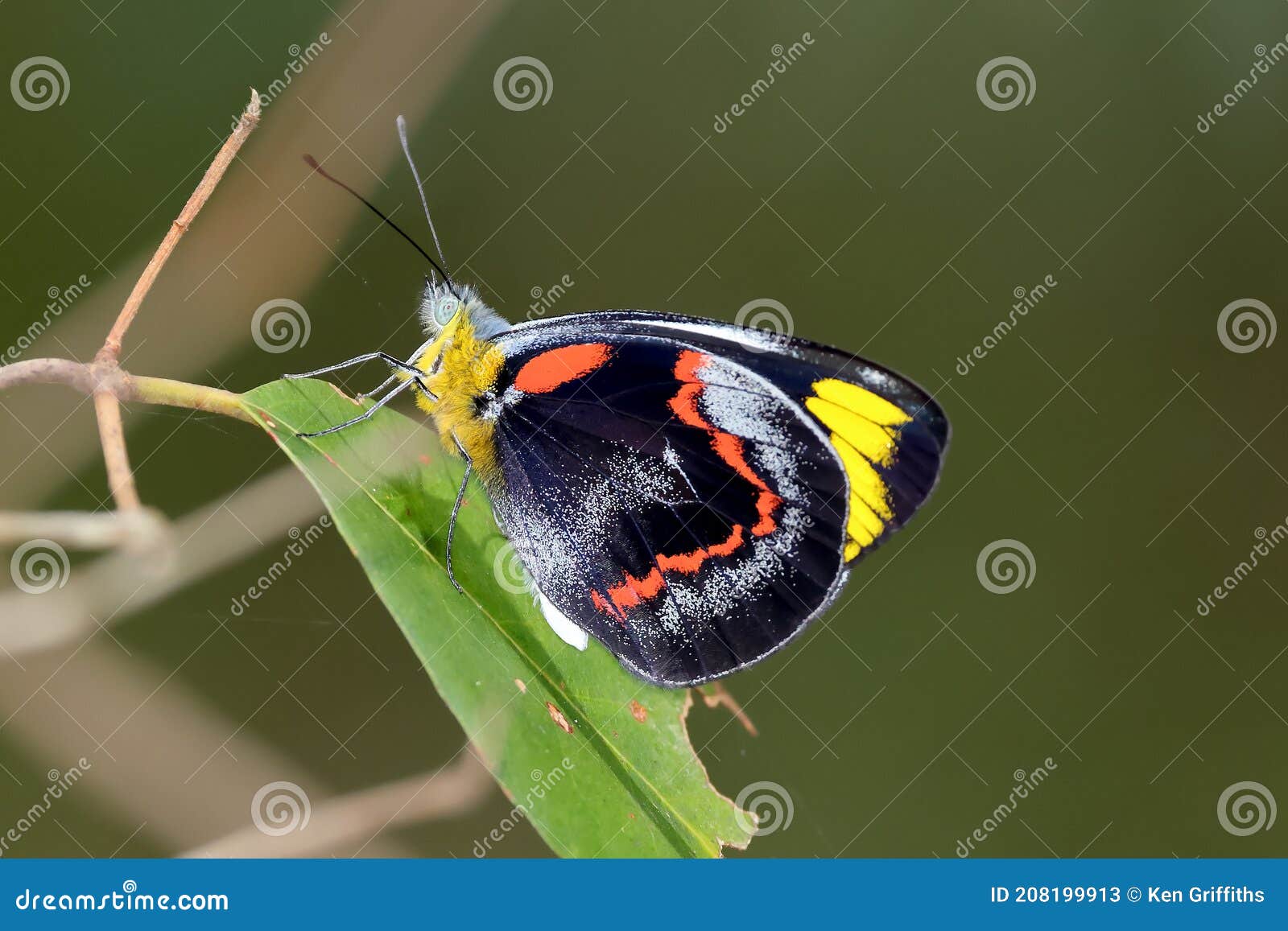black jezebel butterfly