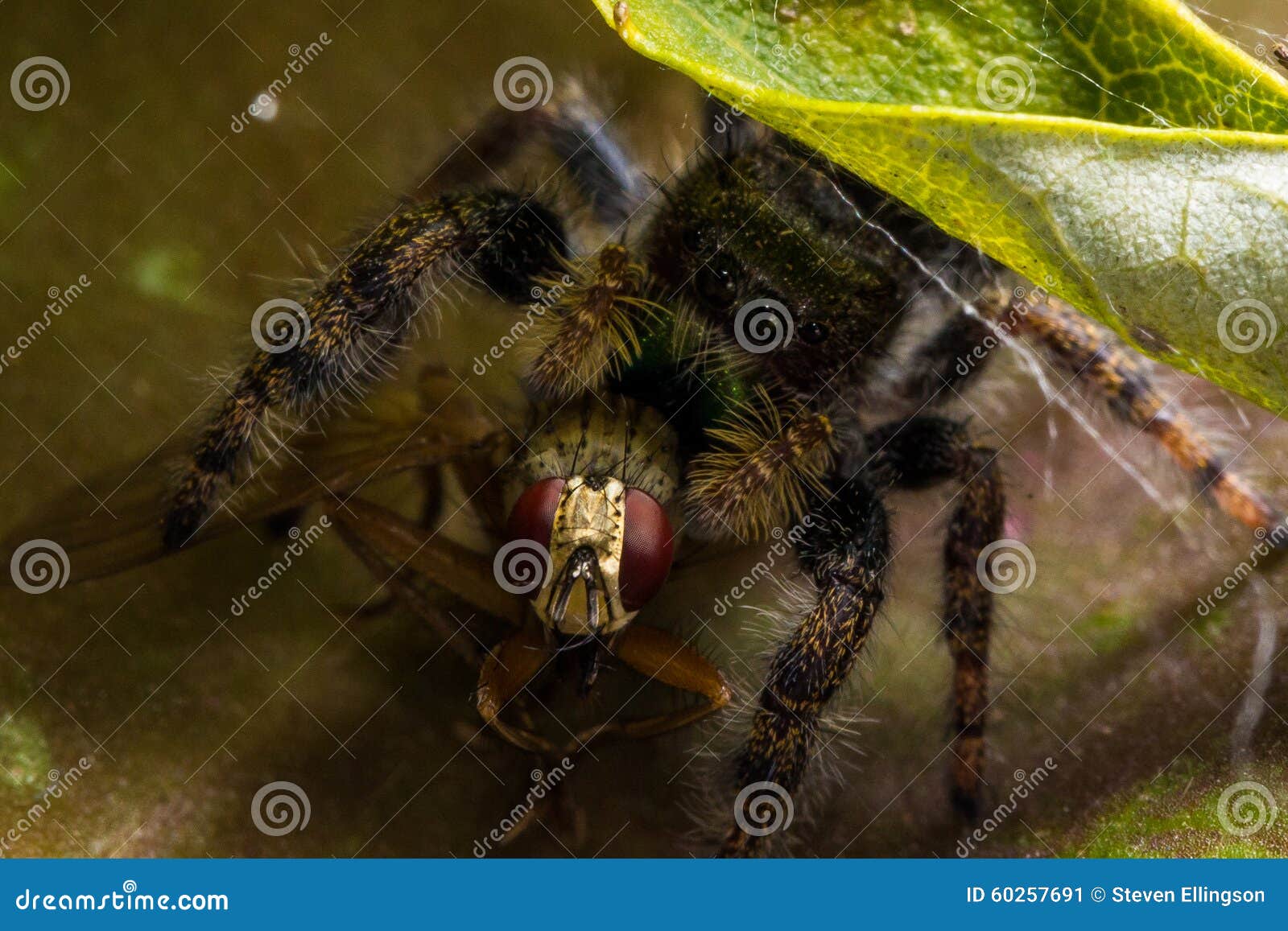 Black Jumping Spider Eats Fly with Red Eyes Stock Image - Image of ...