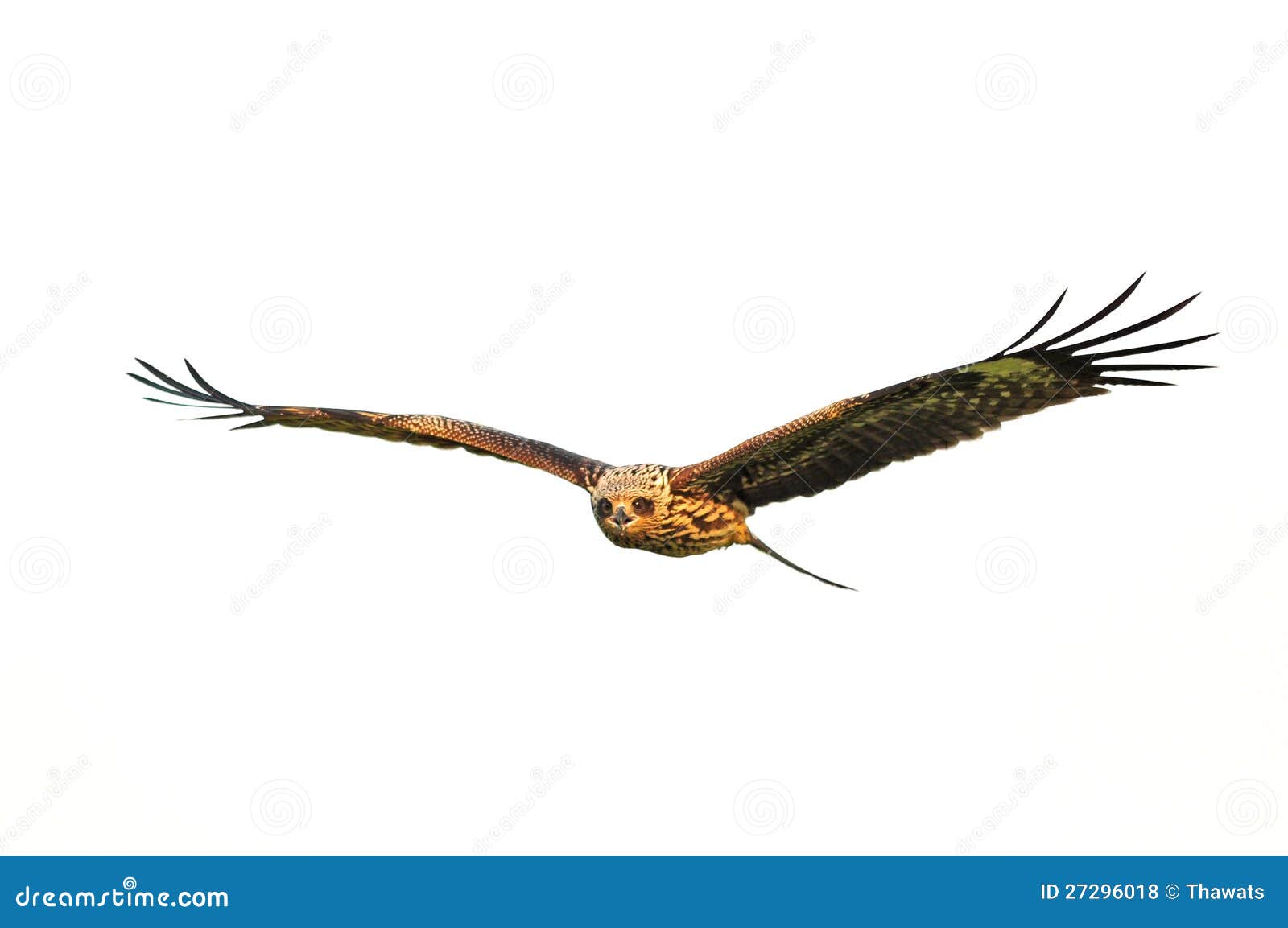 Black Kite Bird in flight on white background