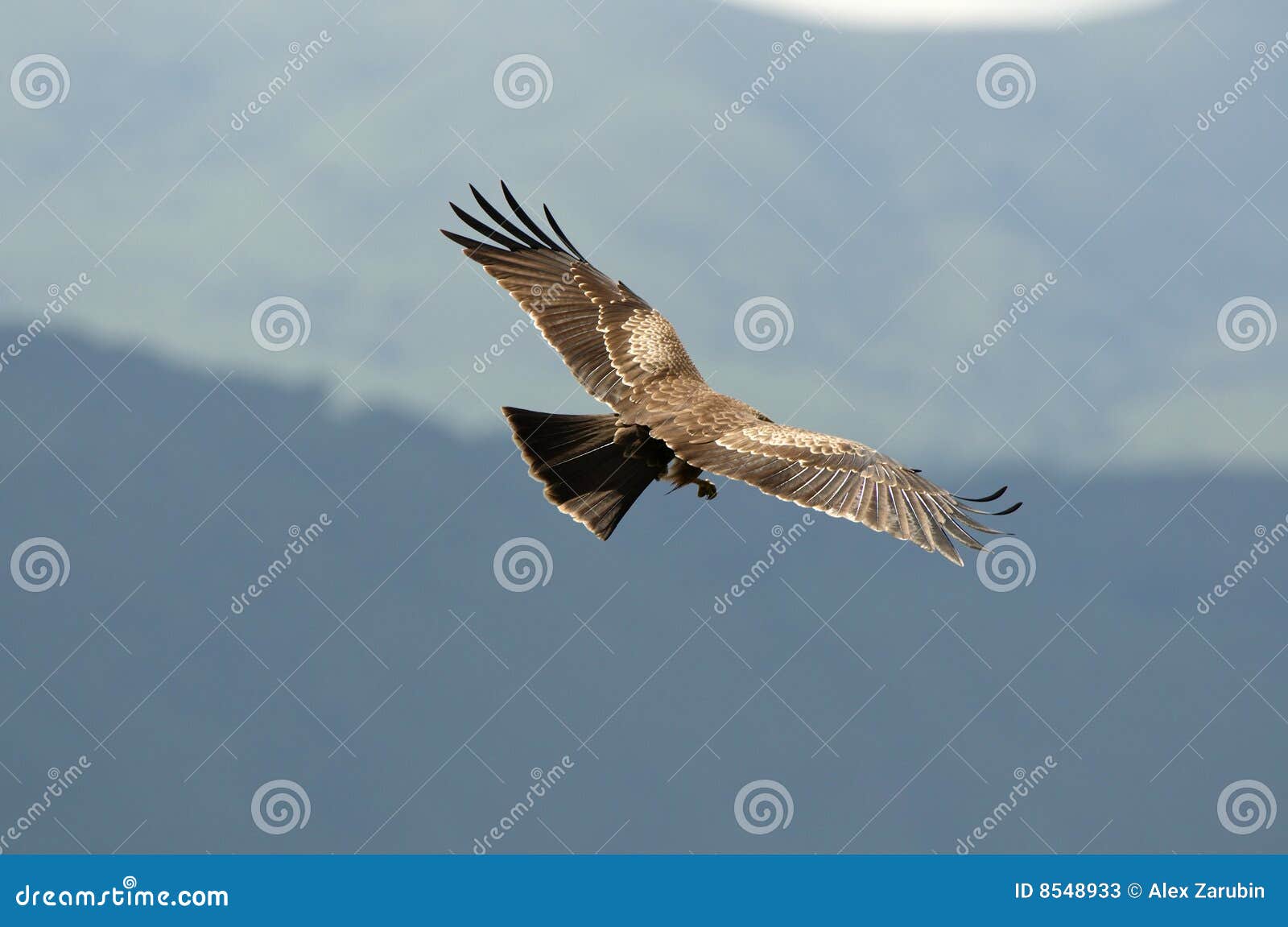 Black Kite (bird of prey) stock image. Image of kite, wildlife 8548933