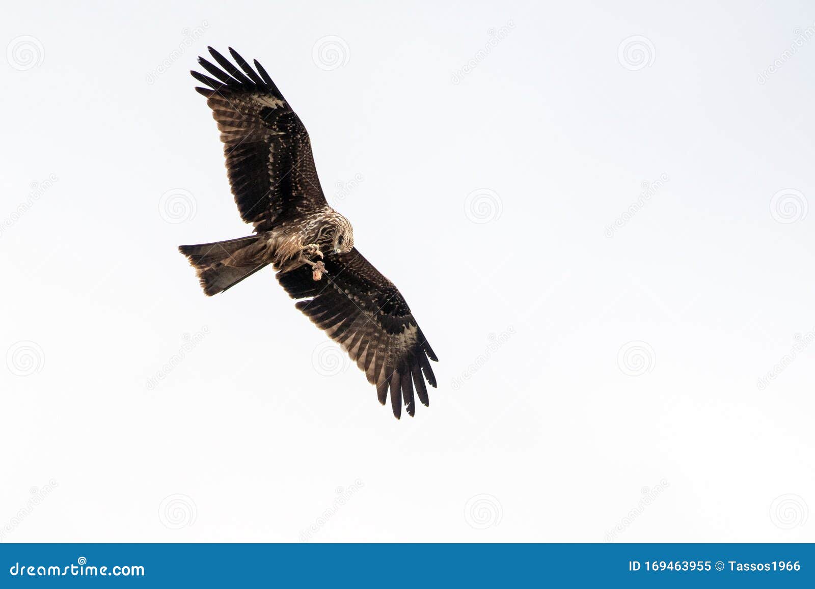Black Kite, Crete stock image. Image of ornithology 169463955