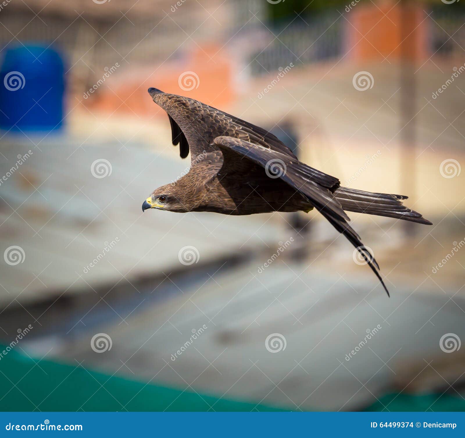 Black Kite, India. stock photo. Image of beautiful, indian 64499374