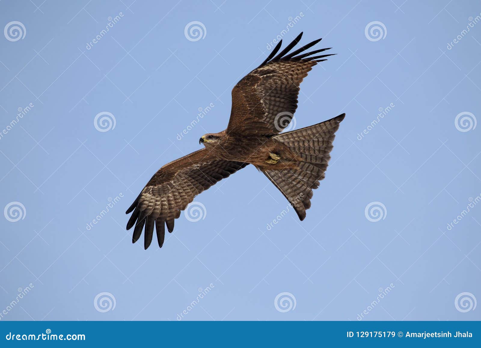 Black Kite Milvus Migrans In Flight. Stock Image - Image