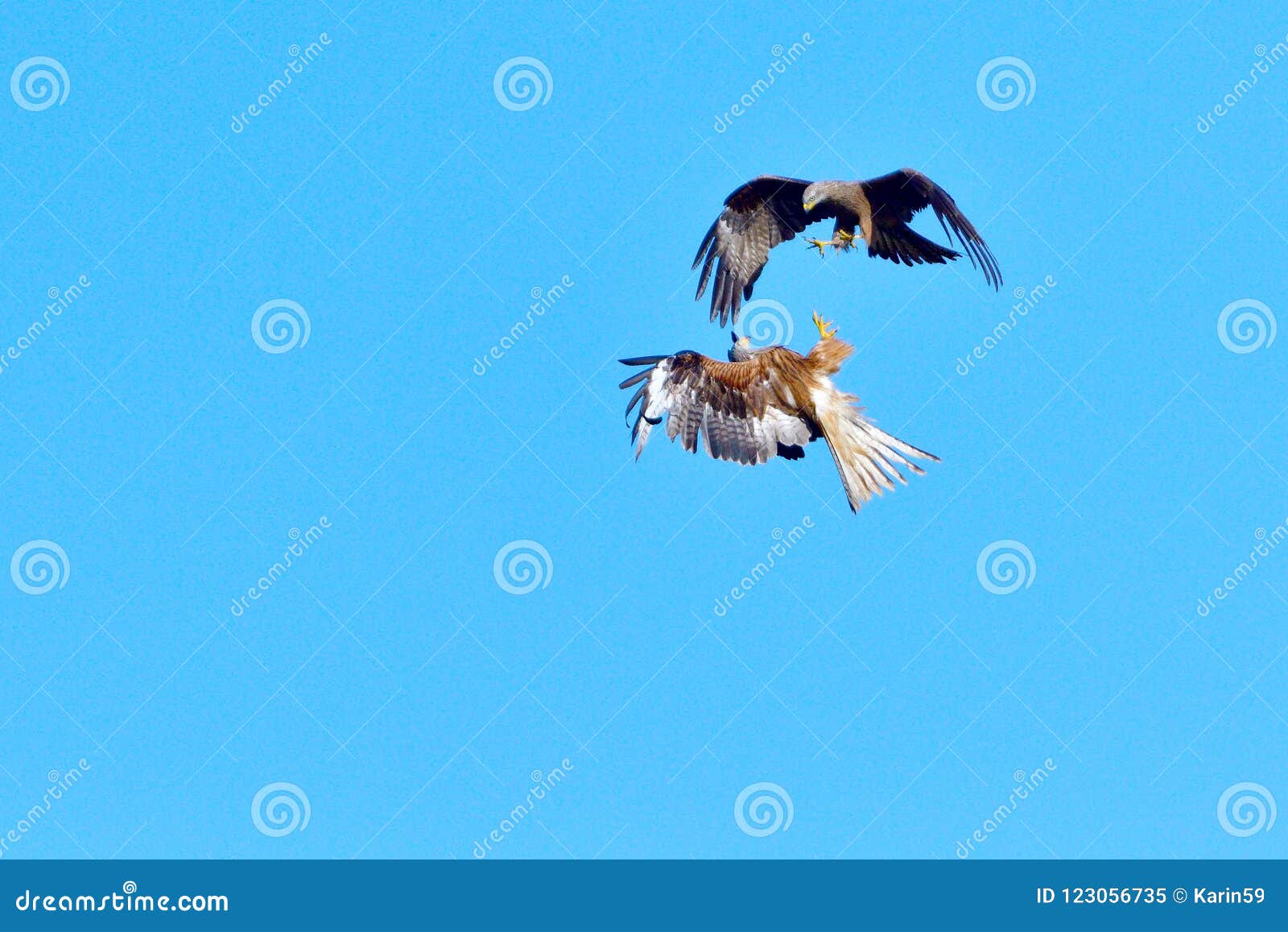 Black Kite and Red Kite in Air Combat Stock Image Image of predator